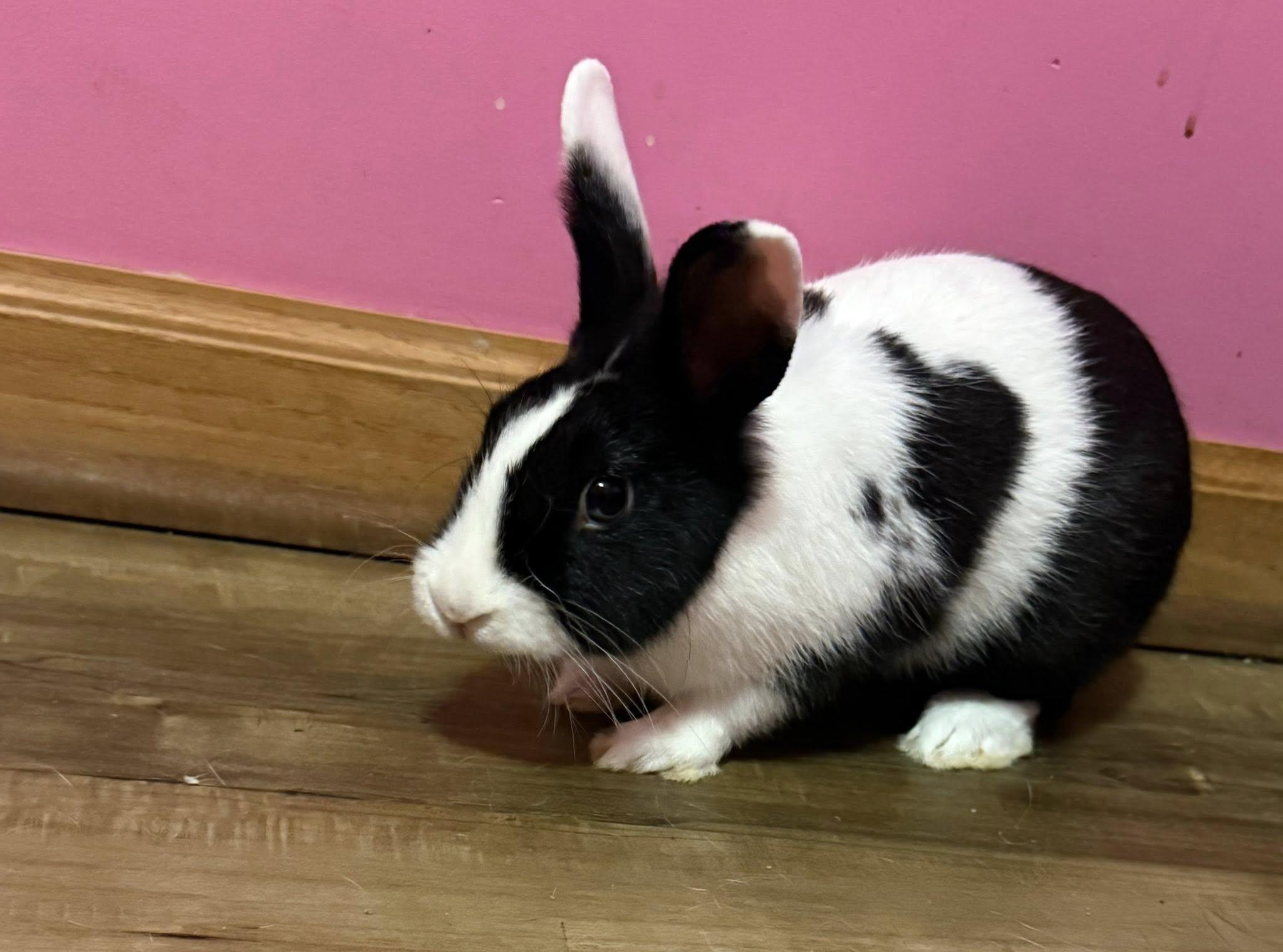 Panda , a ADOPTABLE Dutch in Sauk Village, IL image 2/3