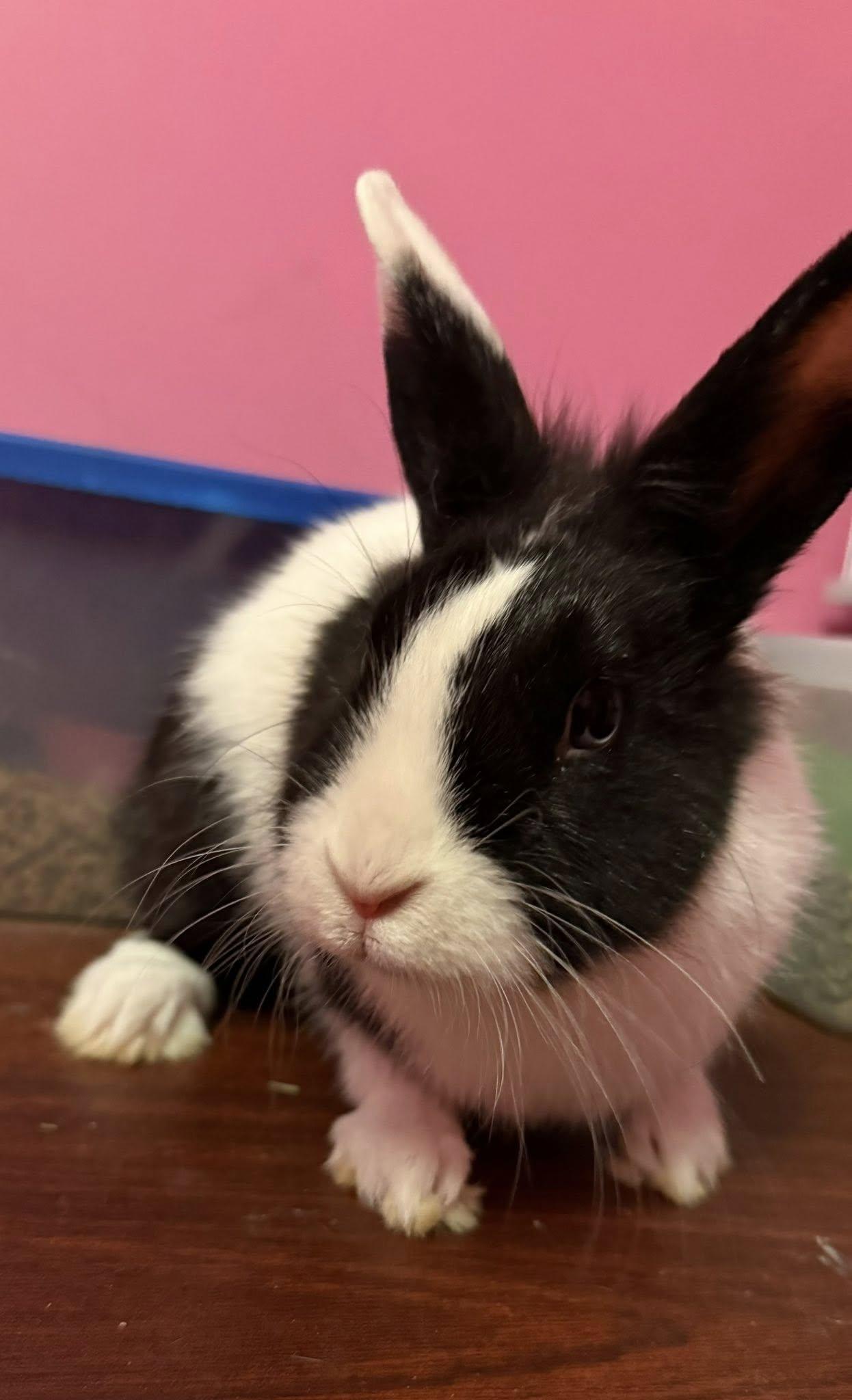 Panda , a ADOPTABLE Dutch in Sauk Village, IL image 1/3