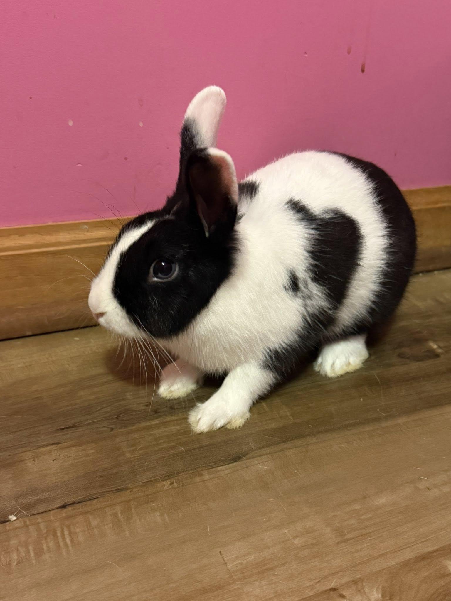Panda , a ADOPTABLE Dutch in Sauk Village, IL image 3/3