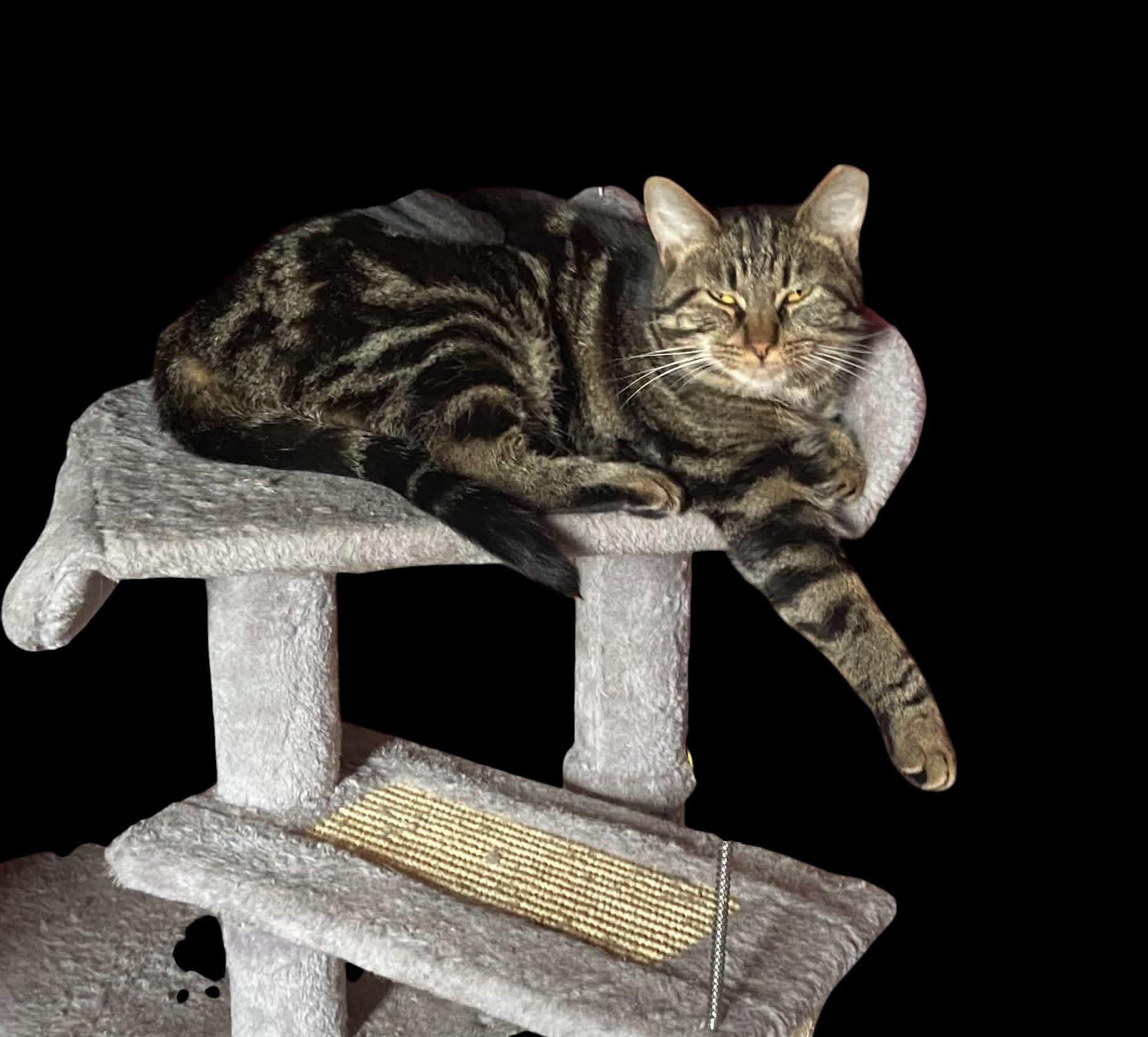 Mist, ADOPTABLE, Young Male Domestic Short Hair.