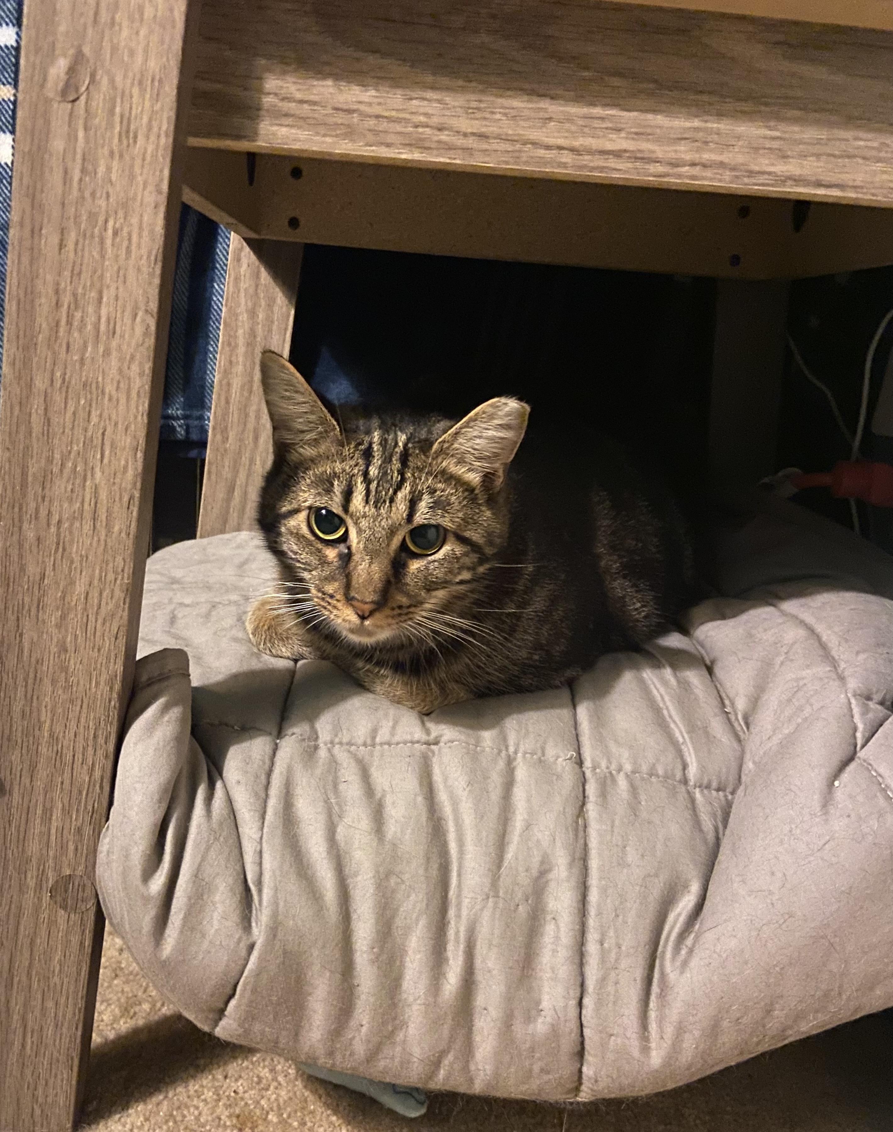 Enlarge Mist, a ADOPTABLE Domestic Short Hair in Carnegie, PA image 5/6