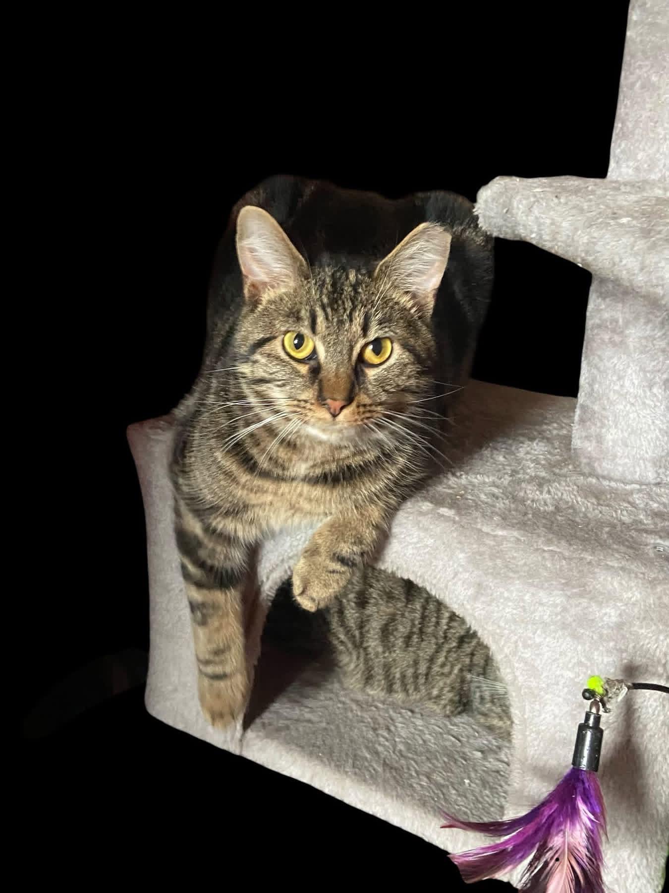 Mist, a ADOPTABLE Domestic Short Hair in Carnegie, PA image 4/4