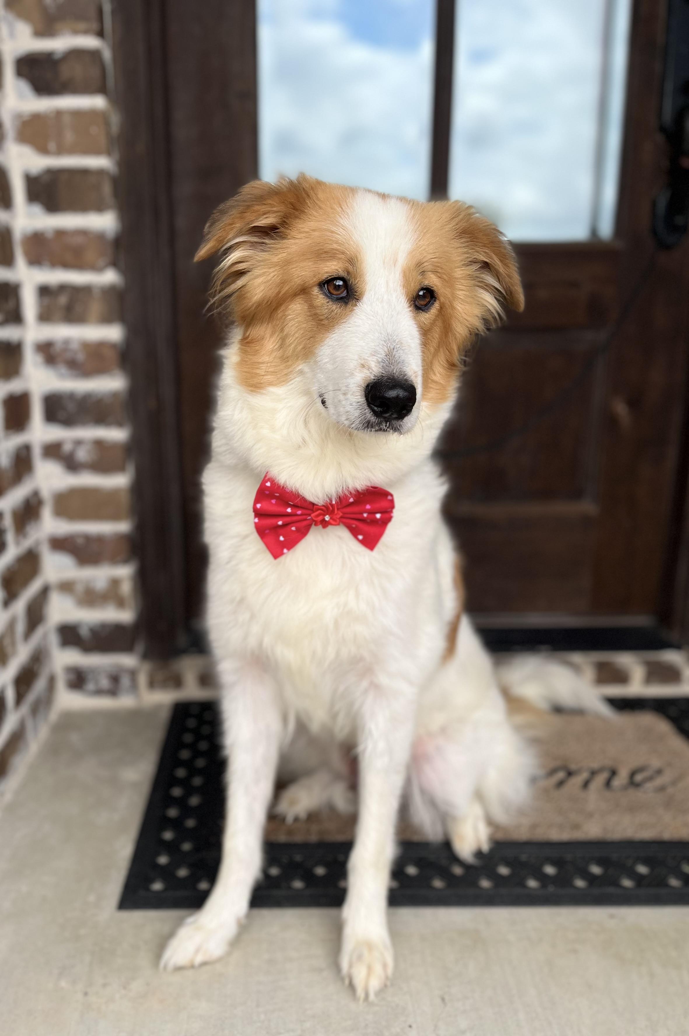 Enlarge Willow, an adopted mixed breed in Mendham, NJ image 5/6