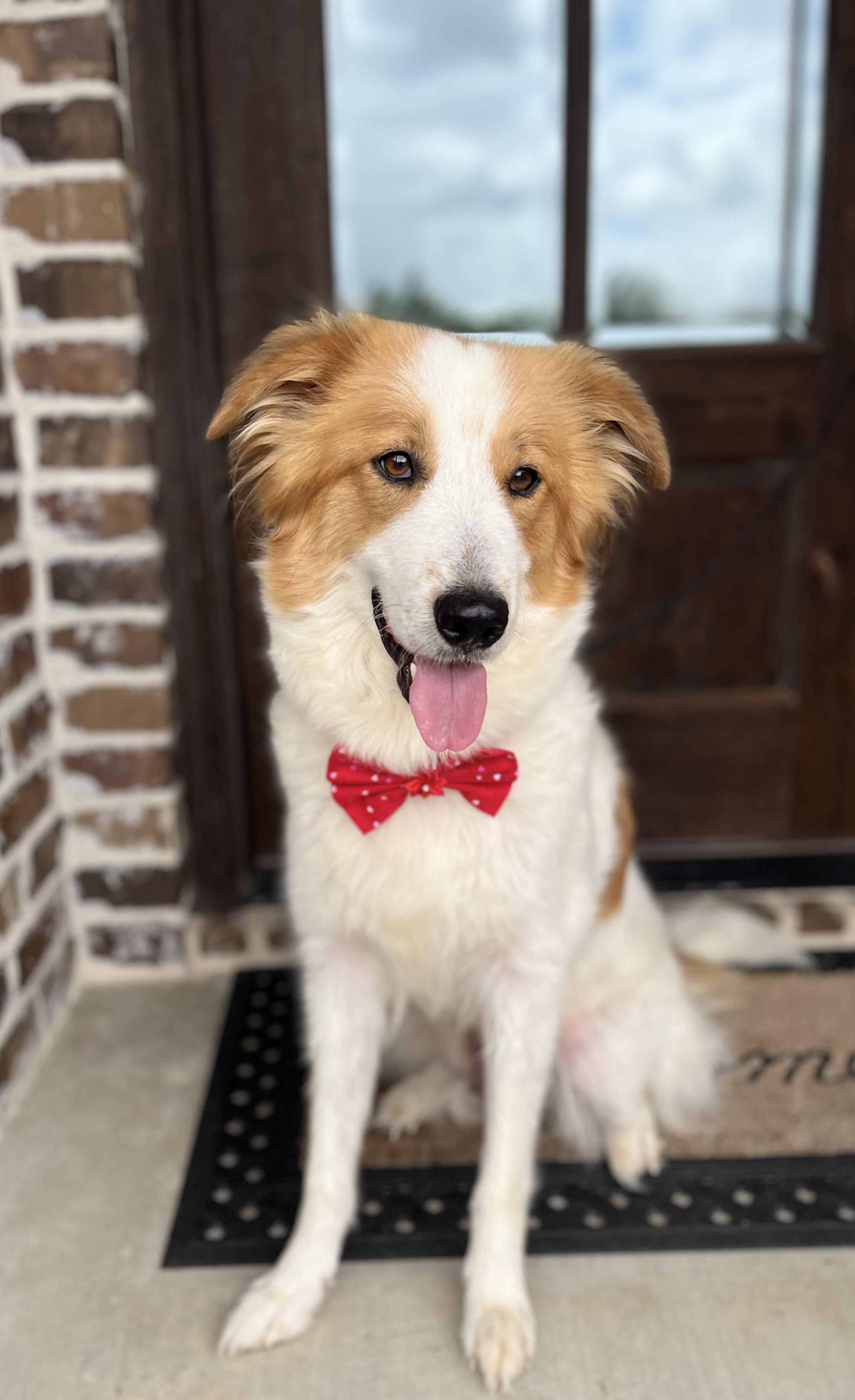 Enlarge Willow, an adopted mixed breed in Mendham, NJ image 6/6