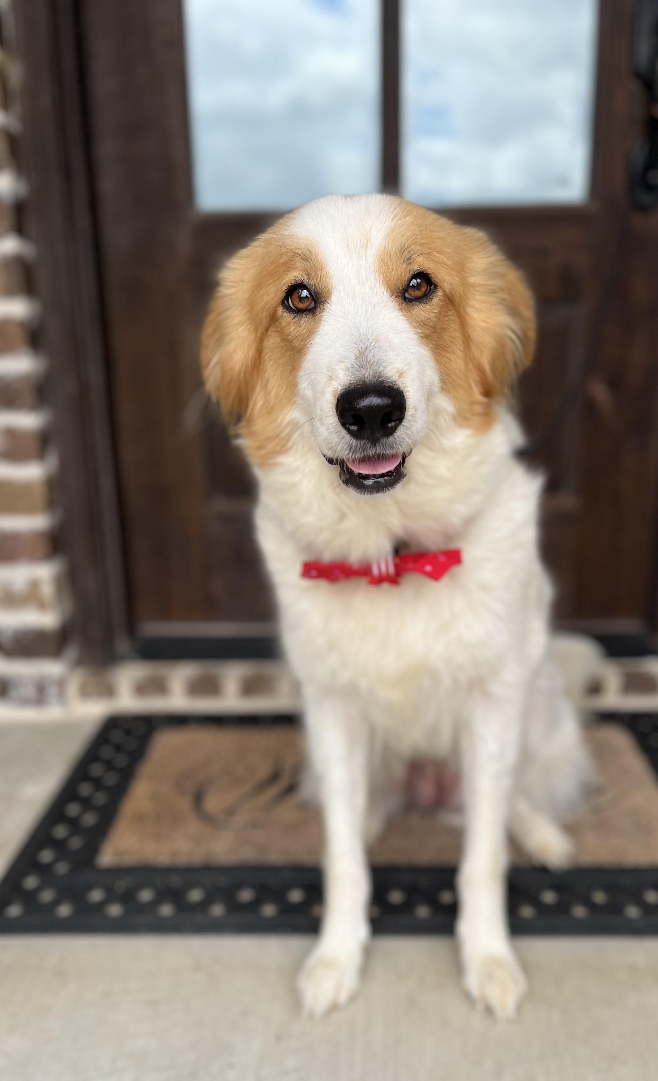 Enlarge Willow, an adopted mixed breed in Mendham, NJ image 3/6