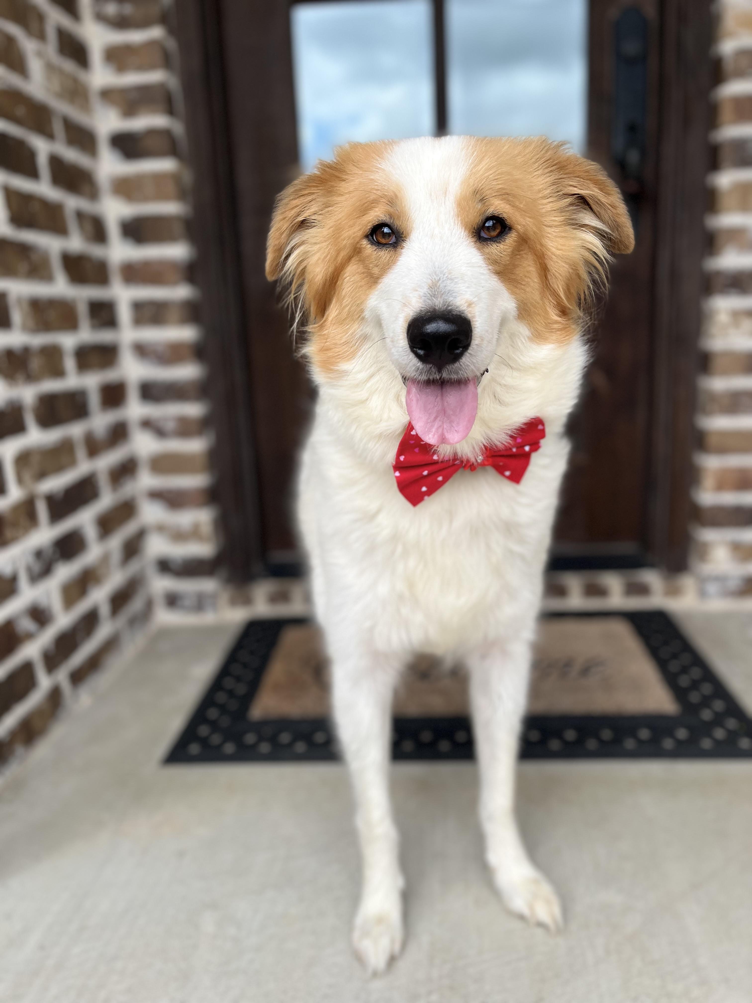 Enlarge Willow, an adopted mixed breed in Mendham, NJ image 2/6