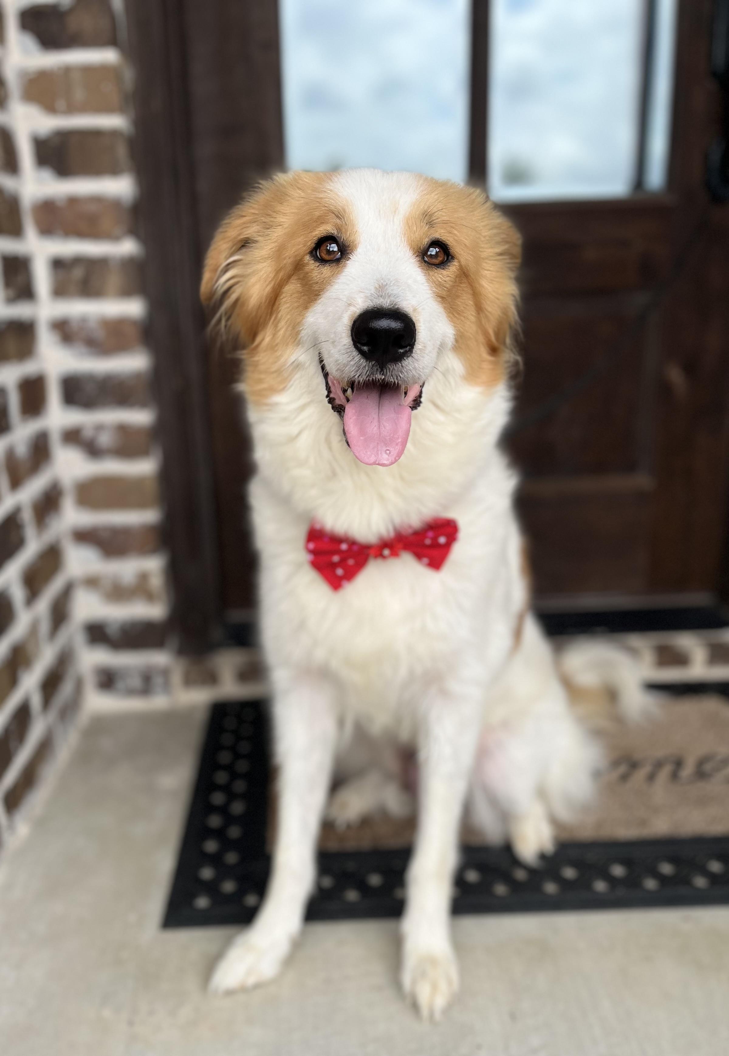 Willow, adopted, Adult Female Australian Shepherd & Great Pyrenees.