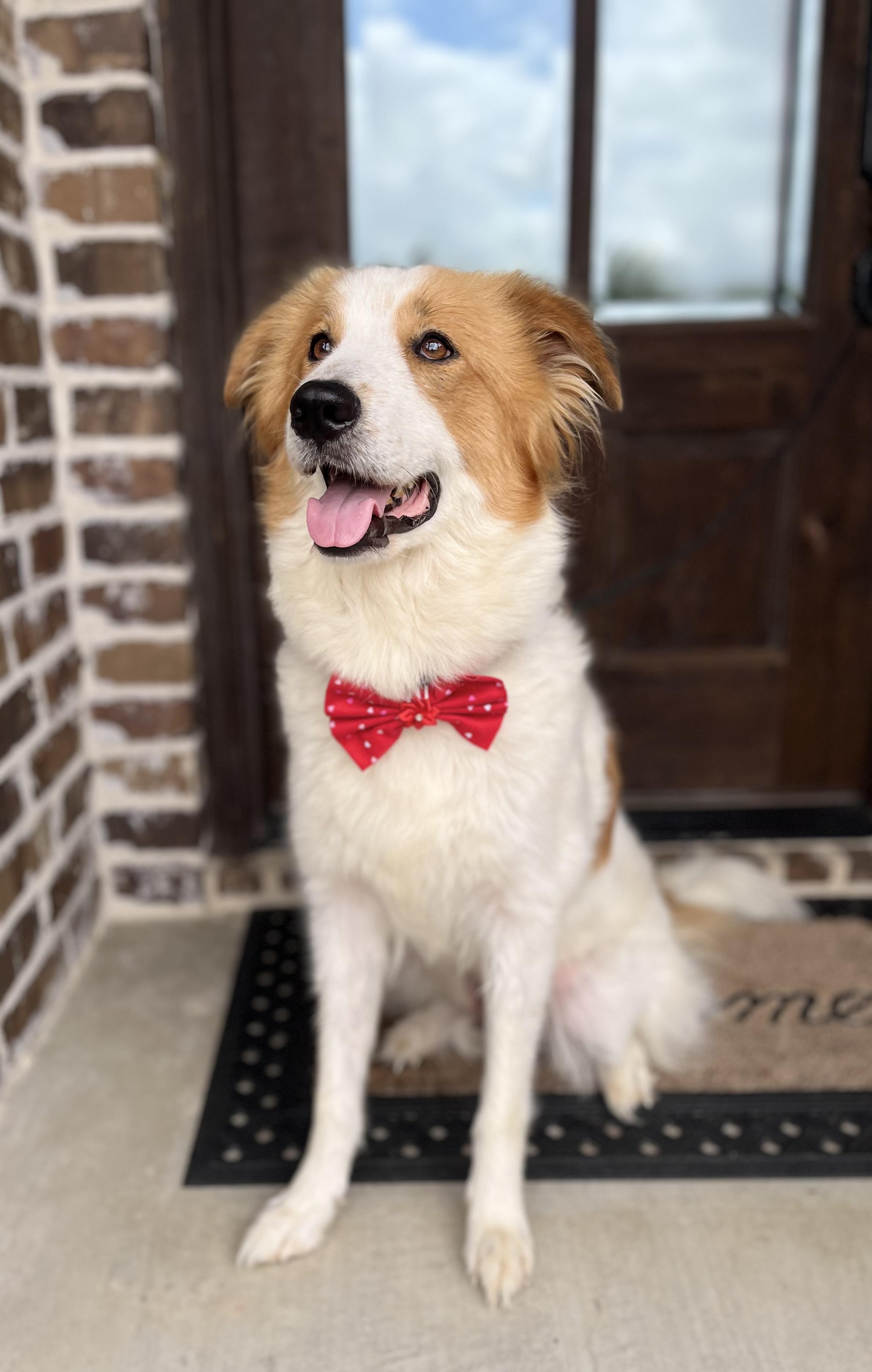 Enlarge Willow, an adopted mixed breed in Mendham, NJ image 4/6