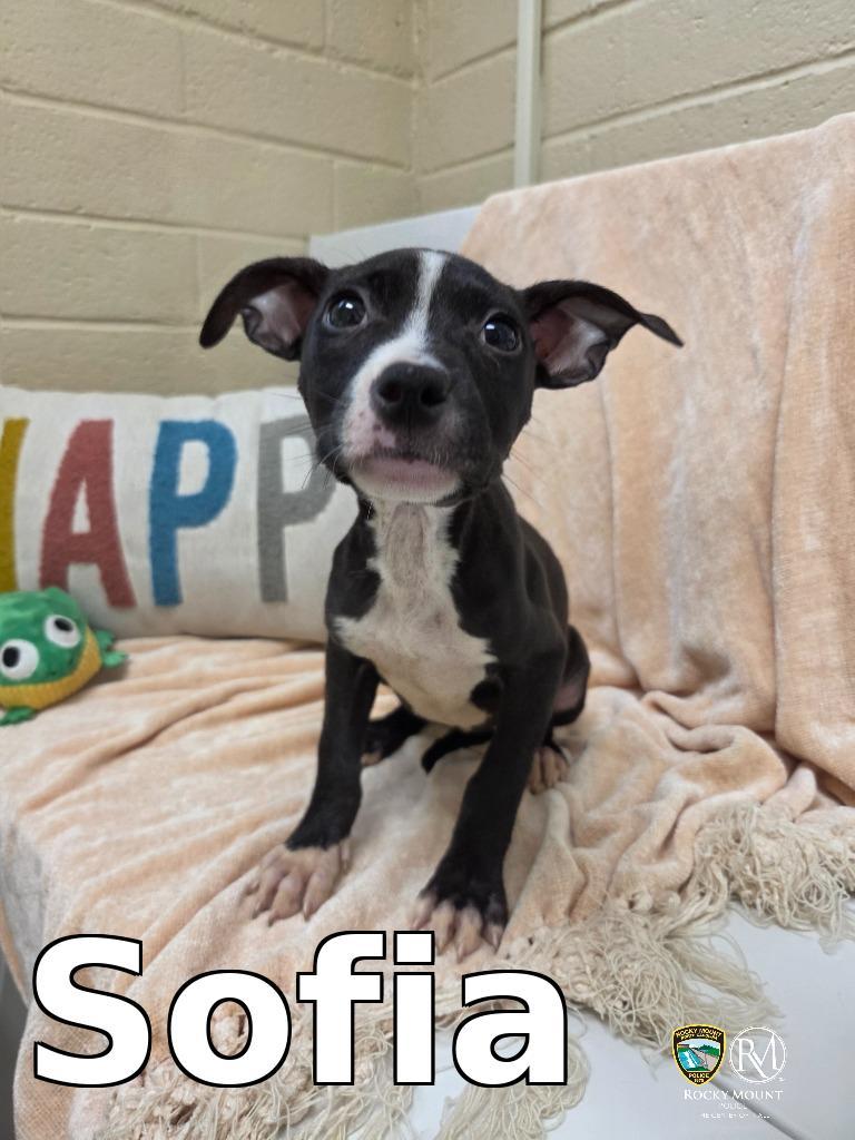 Sofia, Adopted, Puppy Female Pit Bull Terrier.