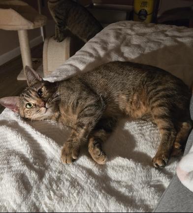 Honey — thumbnail 4