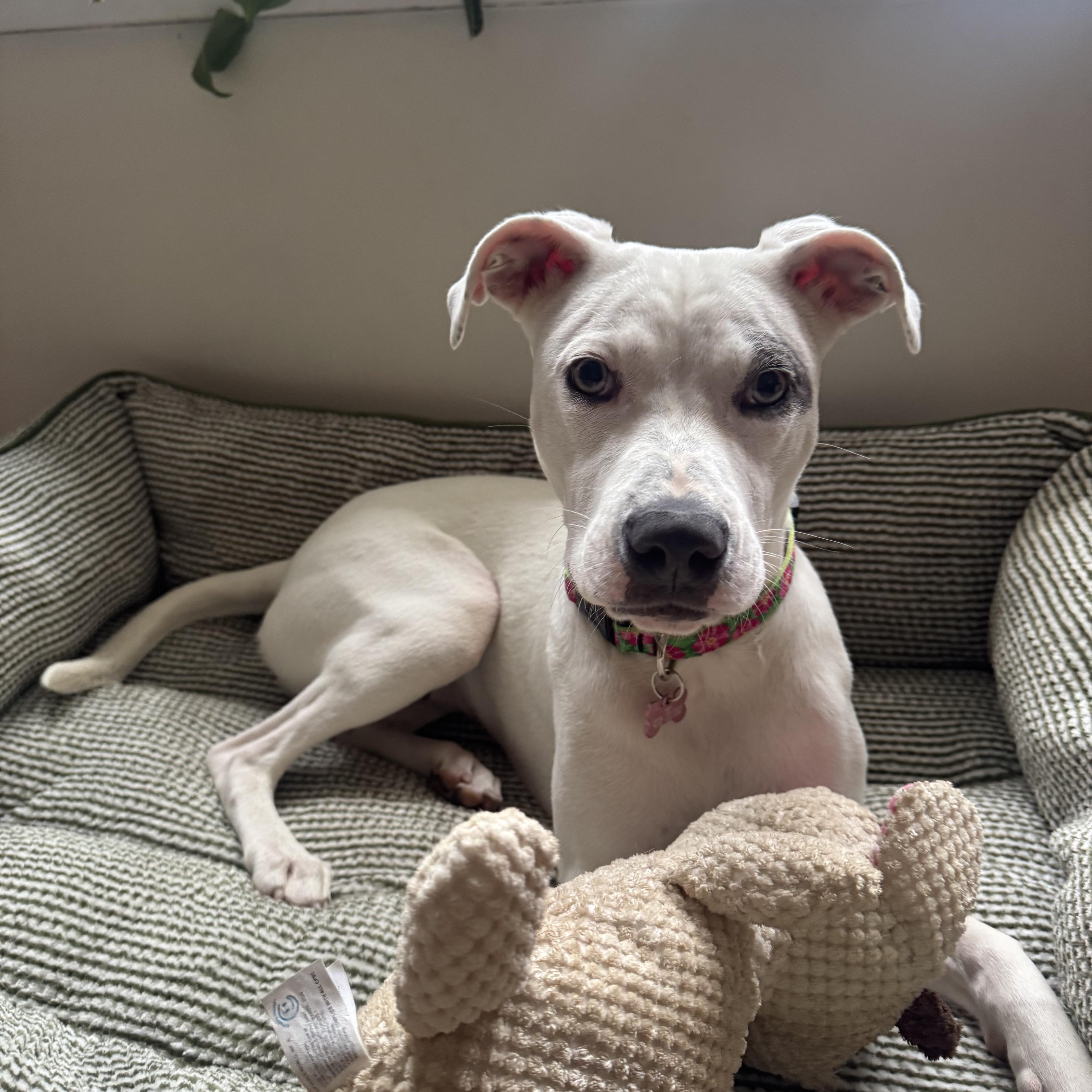 Pip, a ADOPTABLE mixed breed in High Point, NC image 4/6