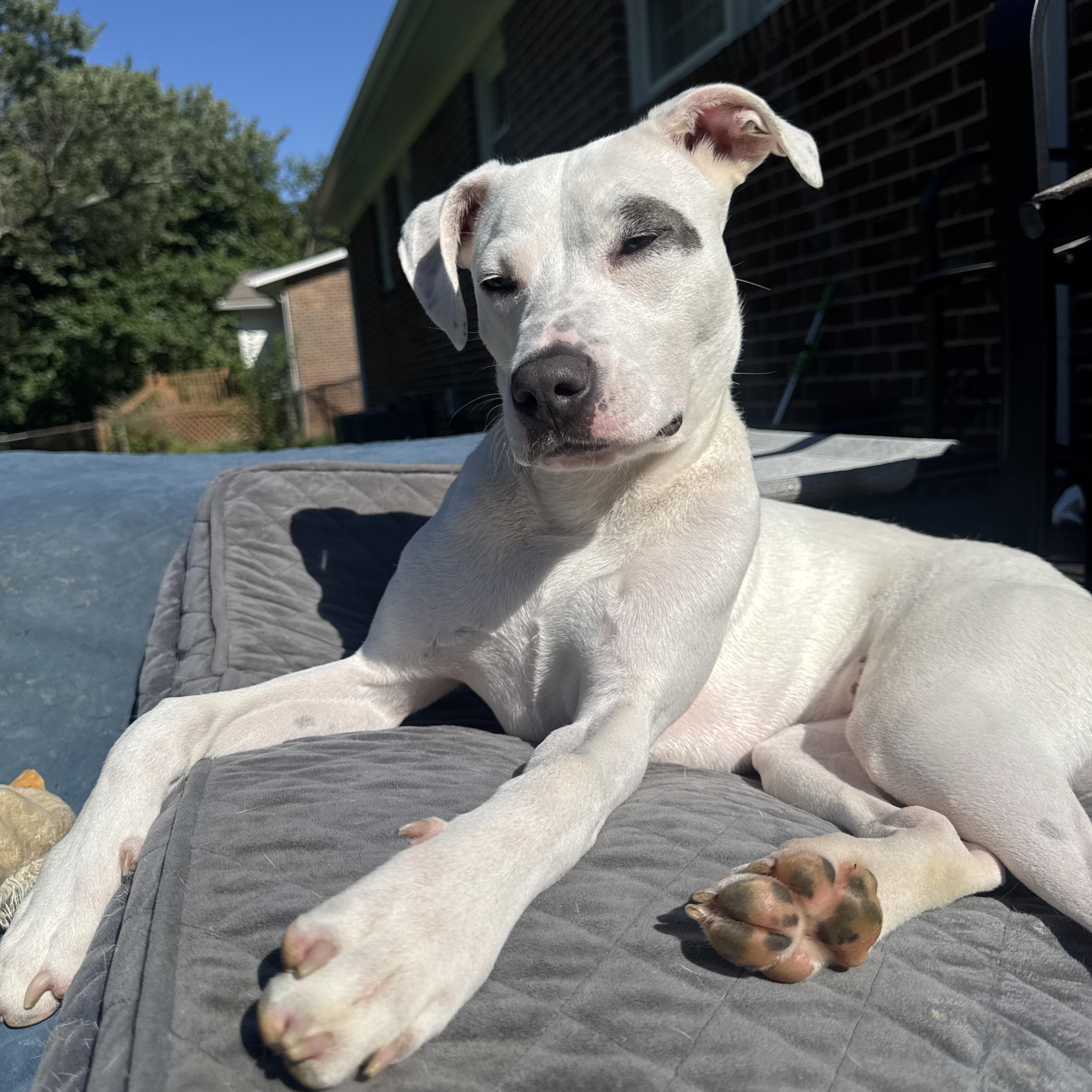 Pip, ADOPTABLE, Young Female Pit Bull Terrier & Whippet.