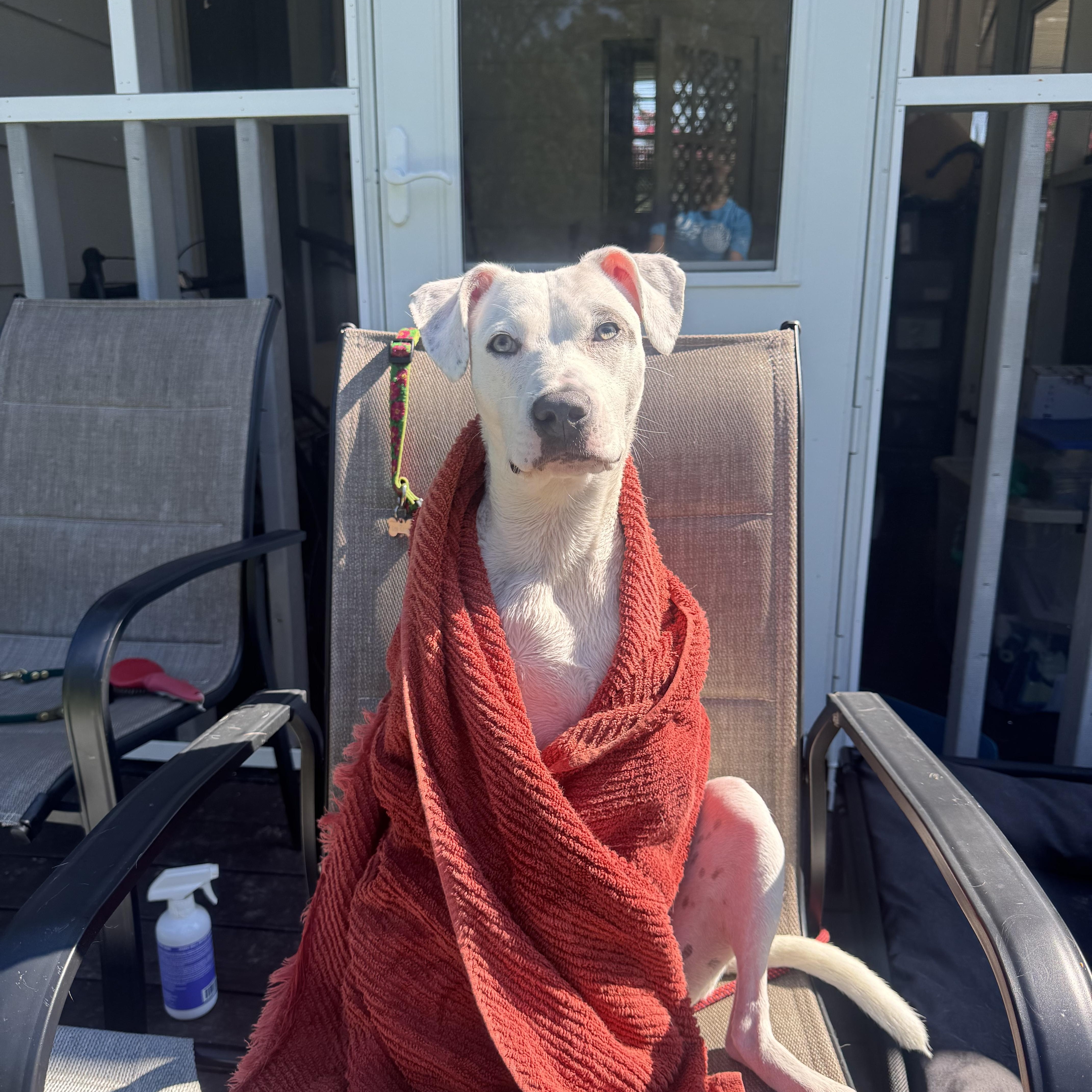 Pip, a ADOPTABLE mixed breed in High Point, NC image 6/6