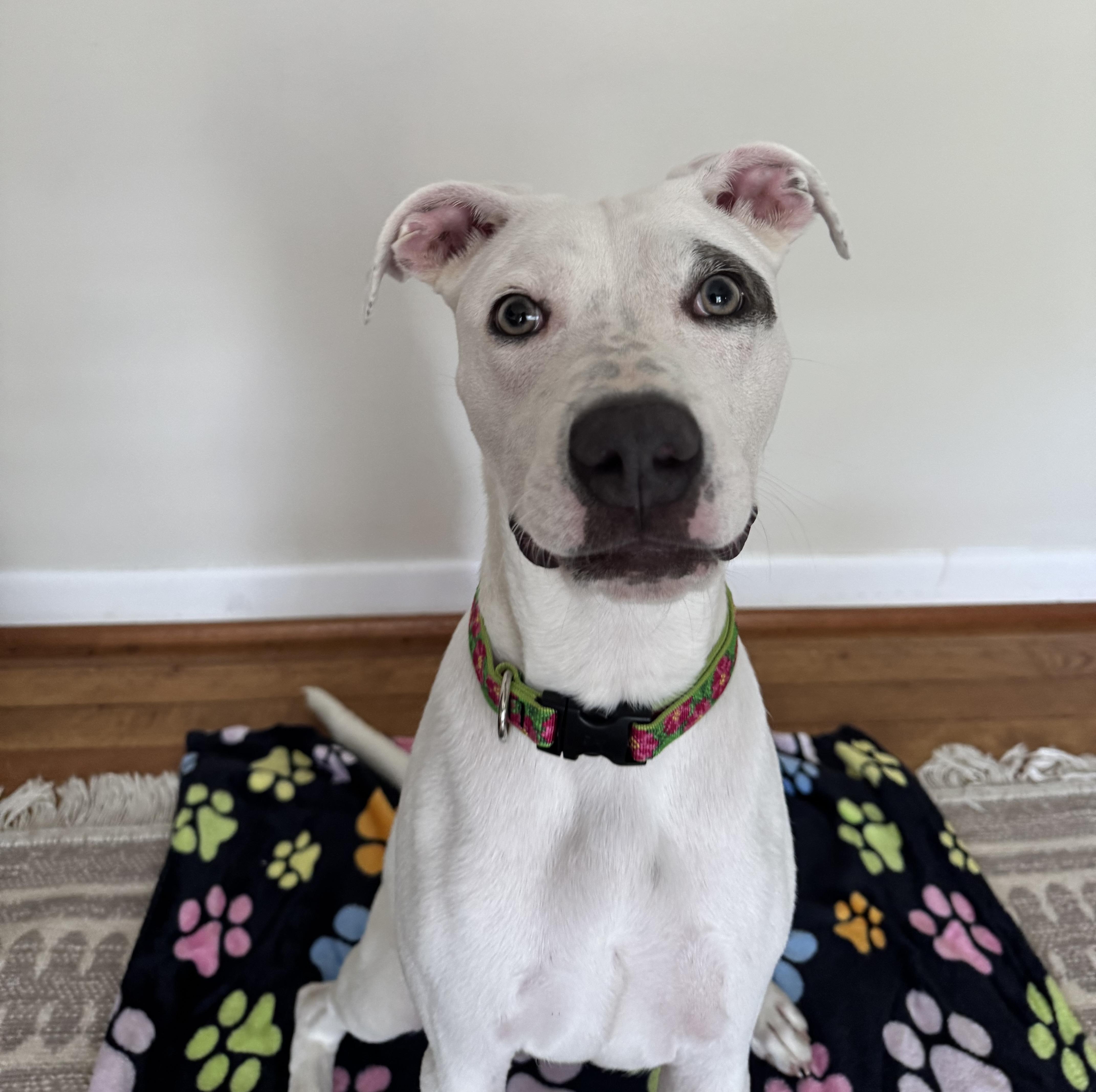 Sally, a ADOPTABLE mixed breed in High Point, NC image 2/3