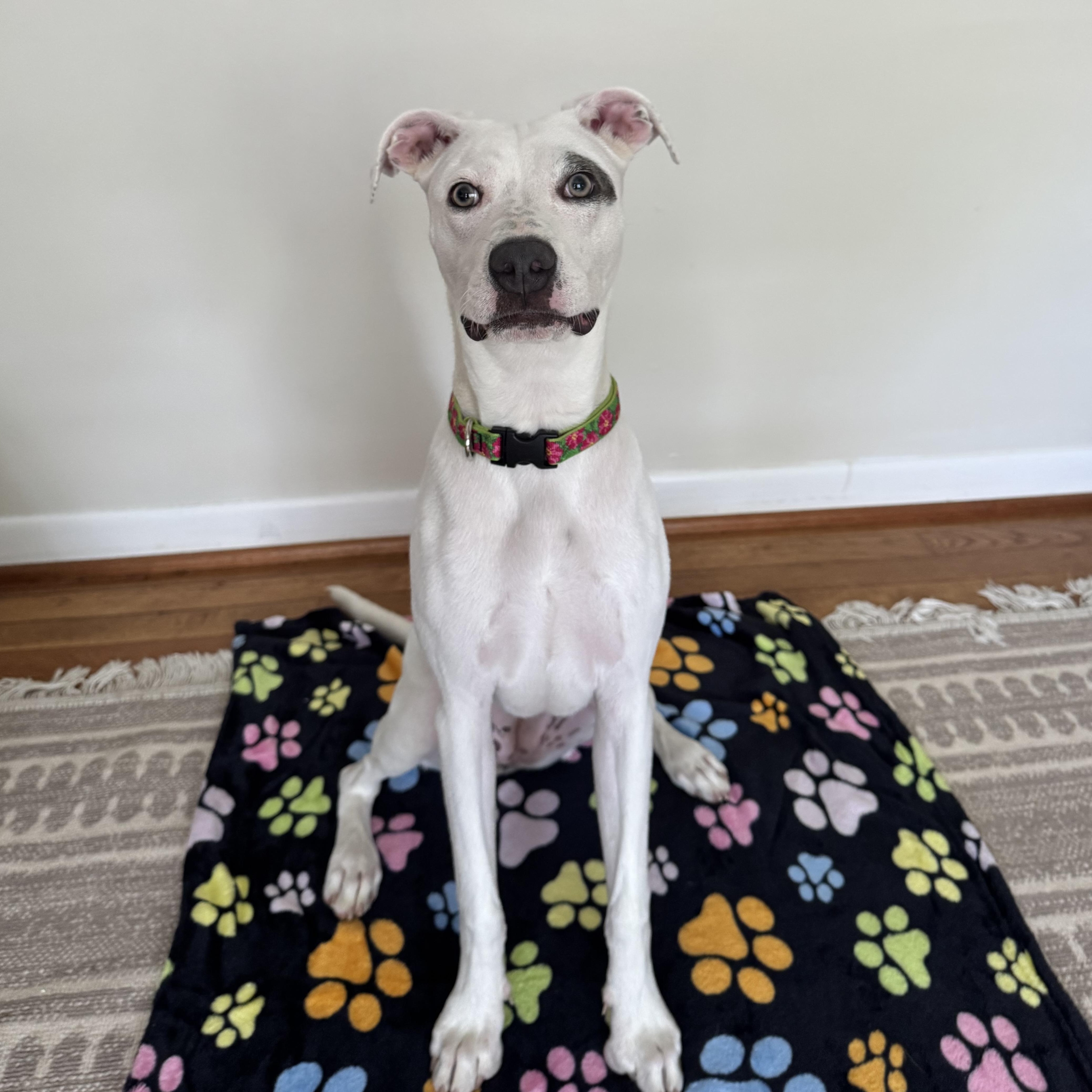 Sally, ADOPTABLE, Young Female Pit Bull Terrier.