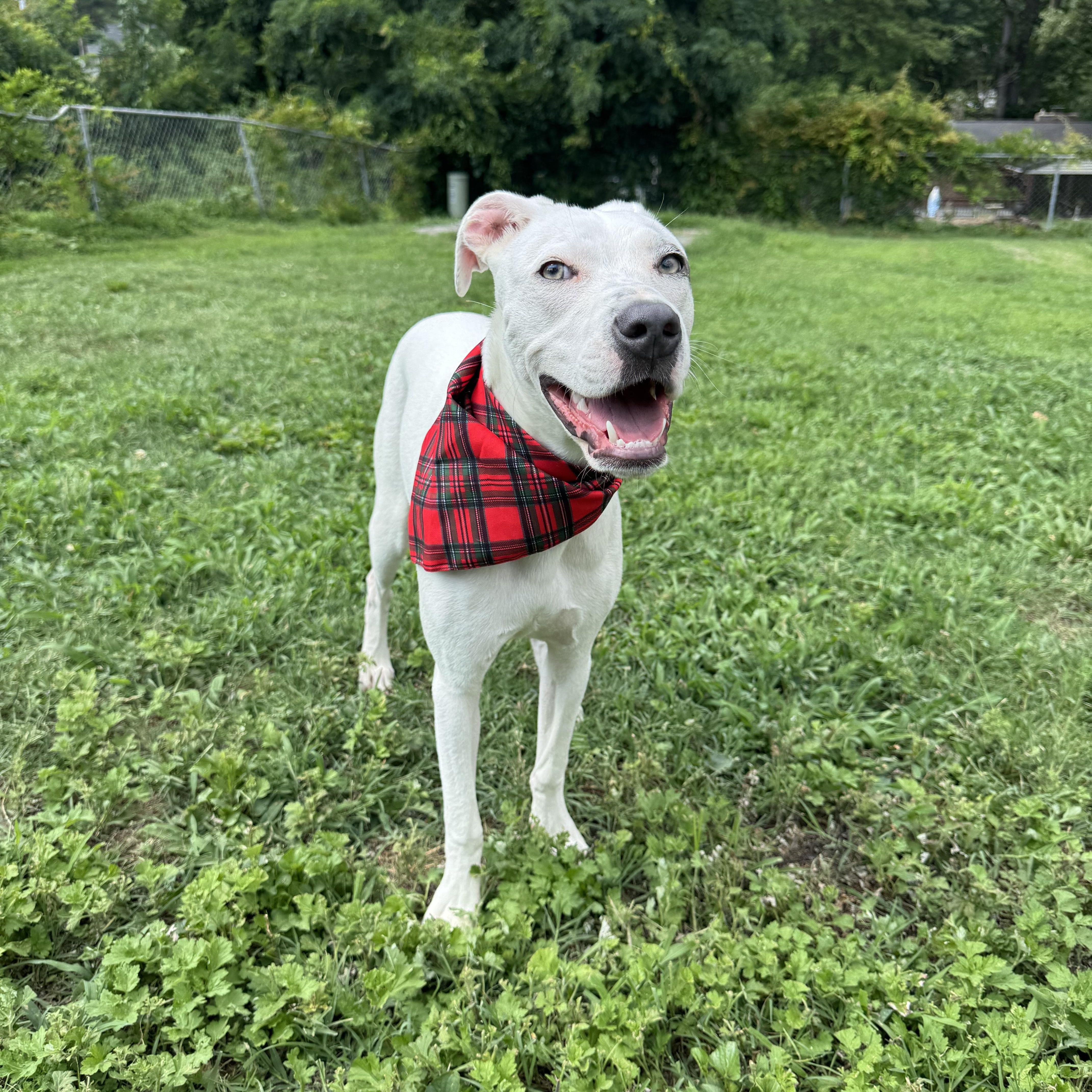 Sally, a ADOPTABLE mixed breed in High Point, NC image 3/3