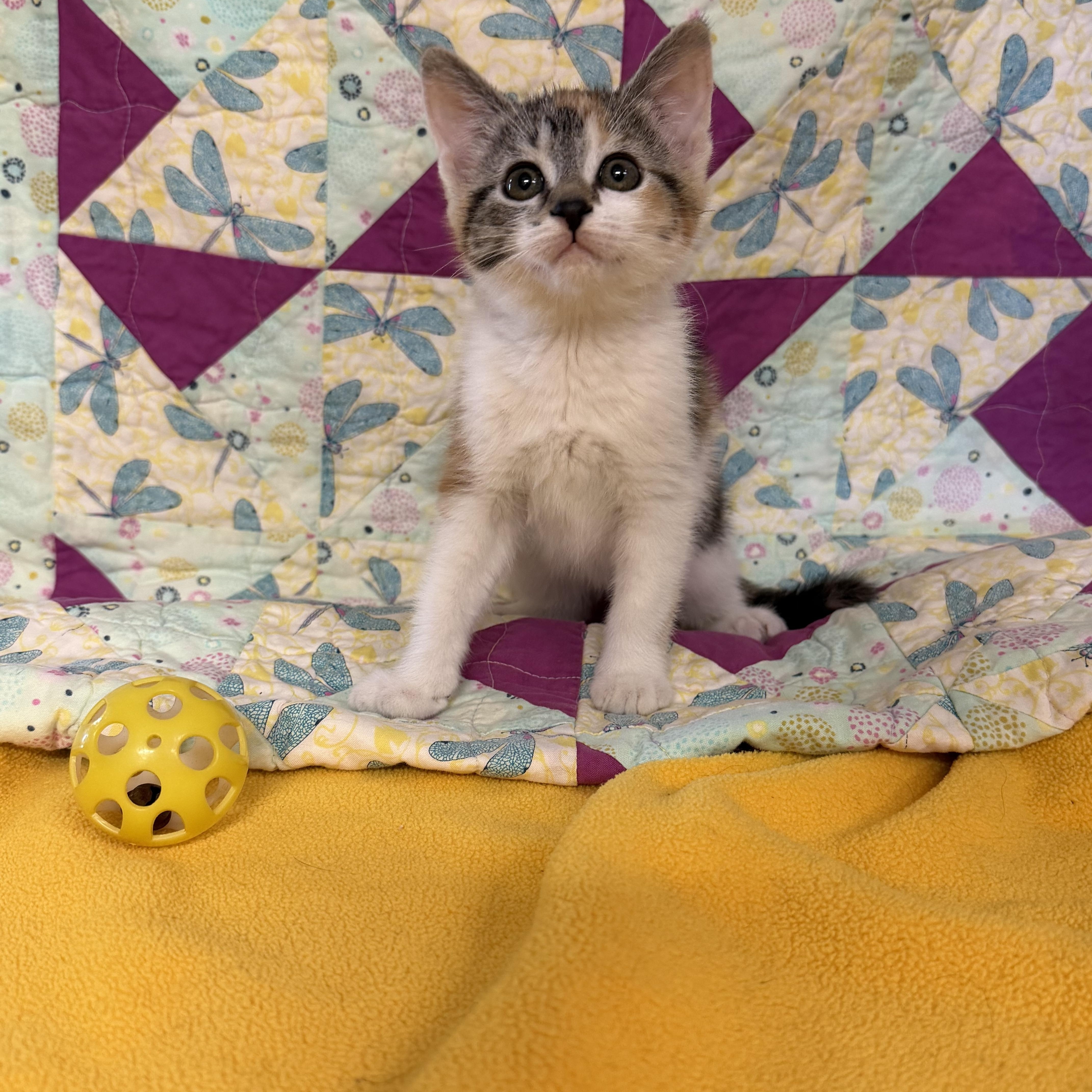 Rainbow Dash, a ADOPTABLE Domestic Short Hair in St. Clair, MI image 1/2