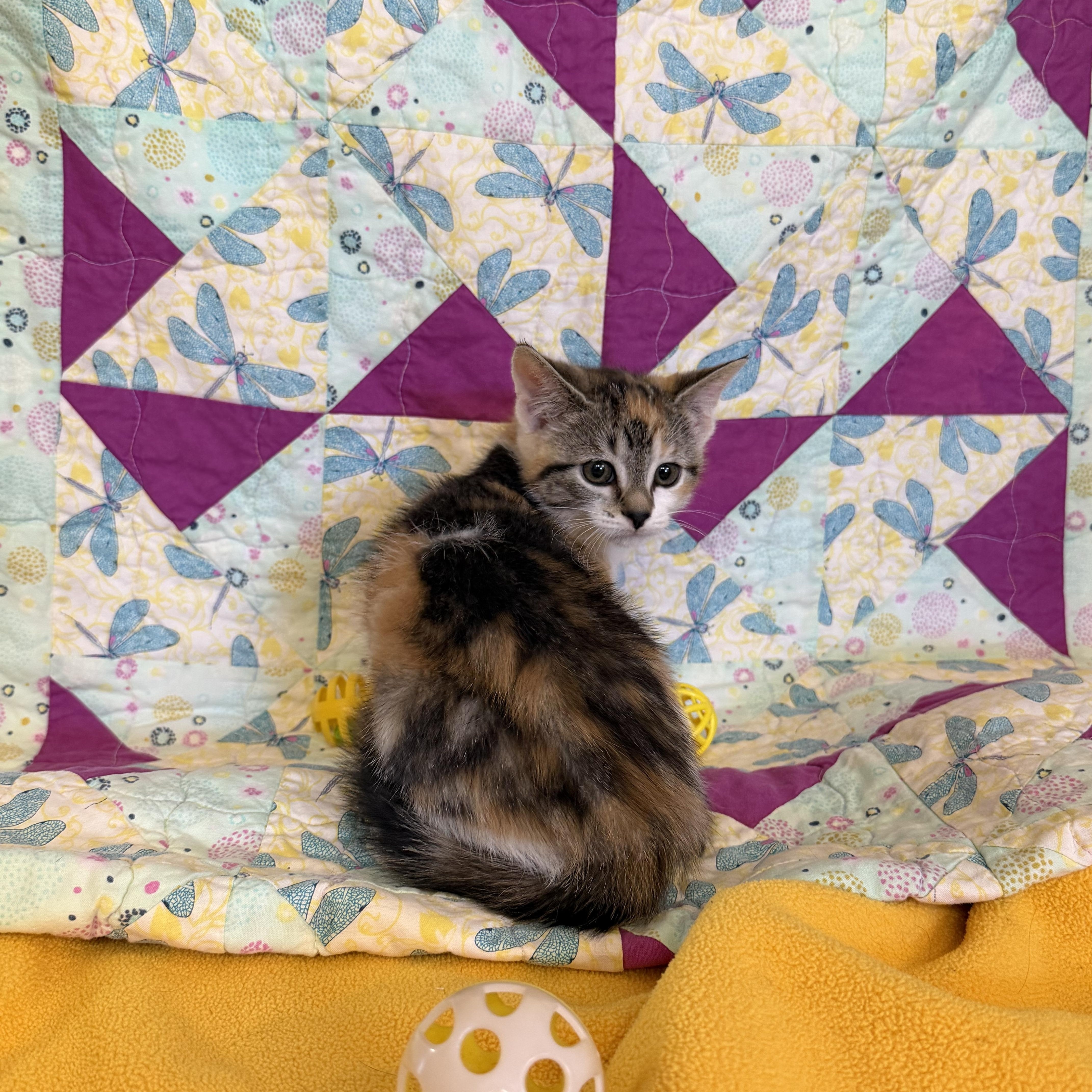 Rainbow Dash, a ADOPTABLE Domestic Short Hair in St. Clair, MI image 2/2