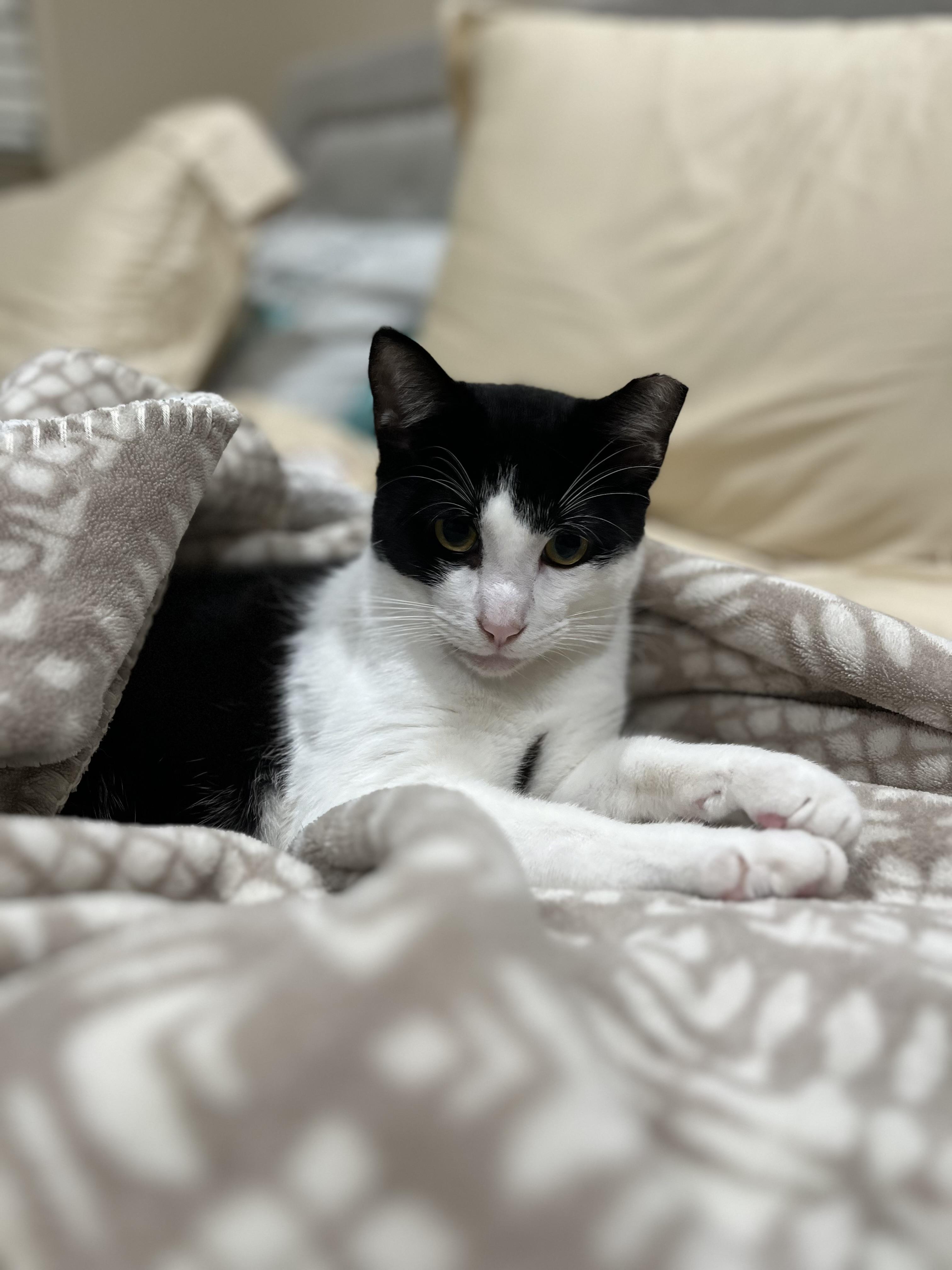 Enlarge Speedy (loving / playful / social), a ADOPTABLE mixed breed in San Jose, CA image 2/3