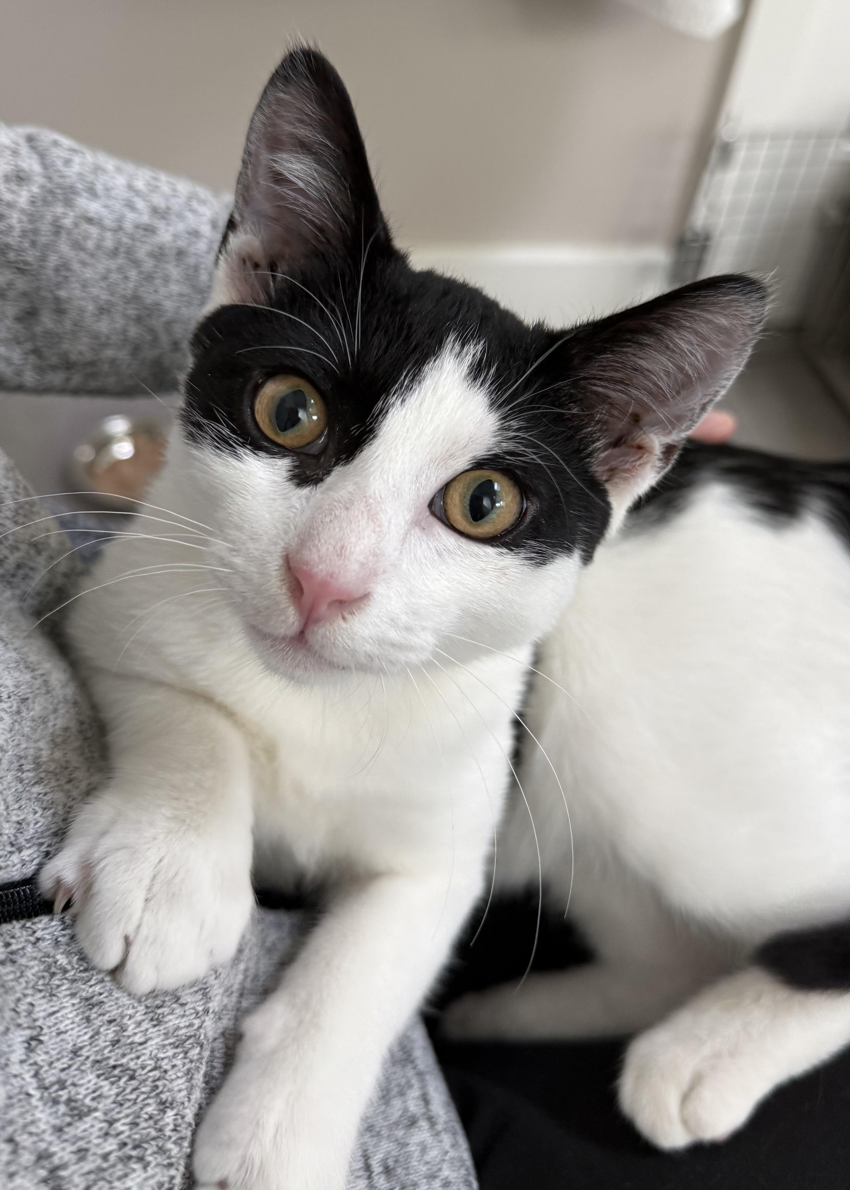 Speedy (loving / playful / social), ADOPTABLE, Adult Male Tuxedo & Domestic Short Hair.