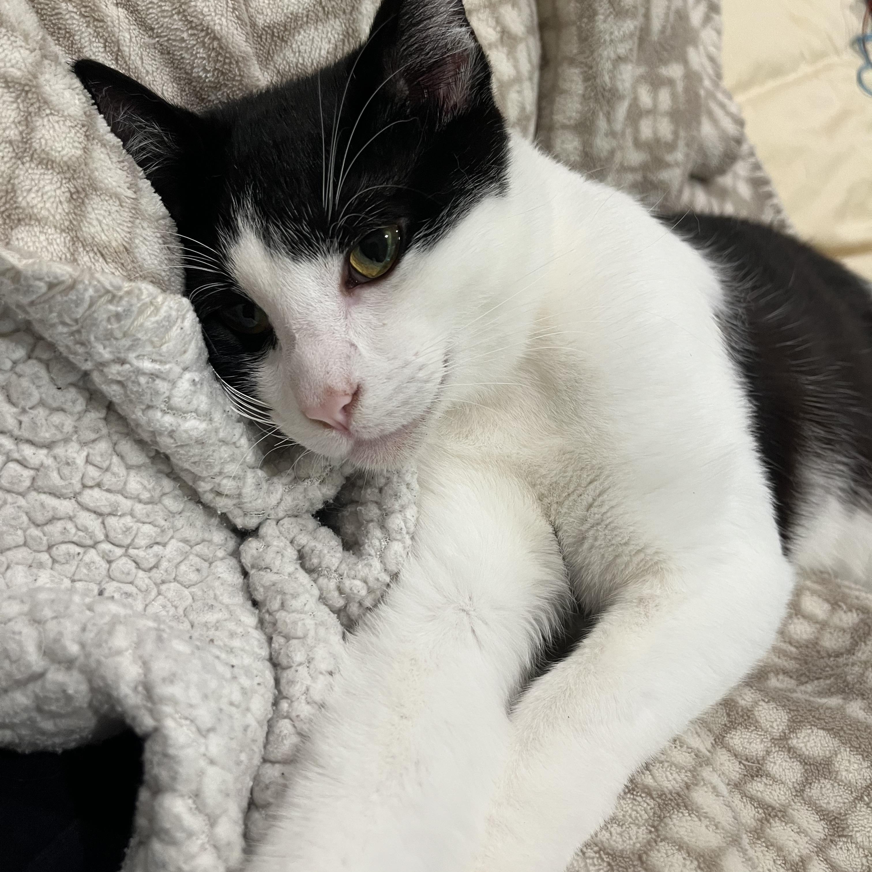 Enlarge Speedy (loving / playful / social), a ADOPTABLE mixed breed in San Jose, CA image 3/3