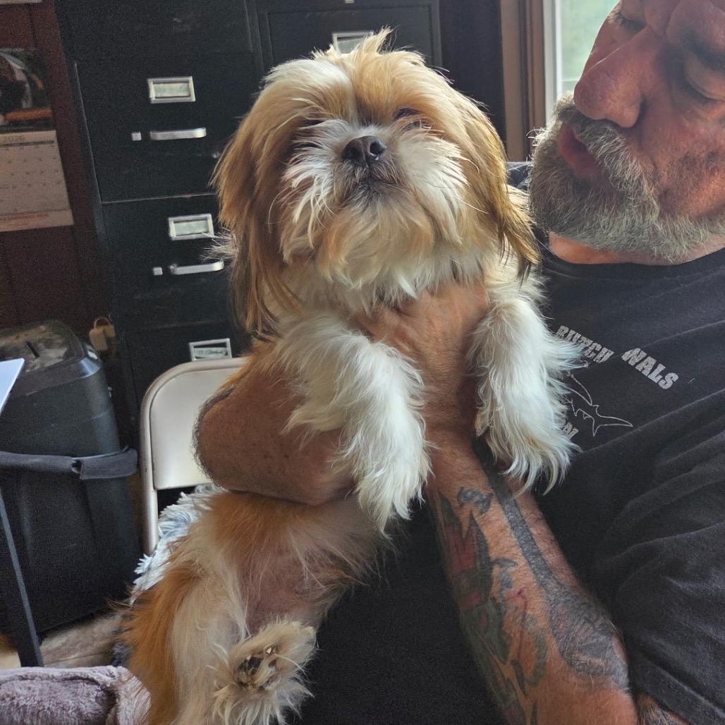 Mister, Adoptable, Adult Male Shih Tzu.