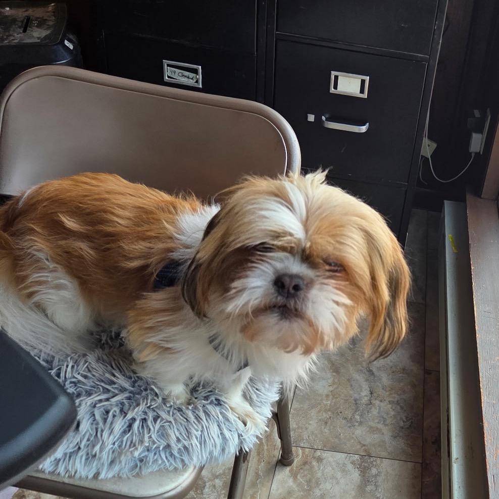 Enlarge Mister, a Adoptable Shih Tzu in Tunkhannock, PA image 3/3