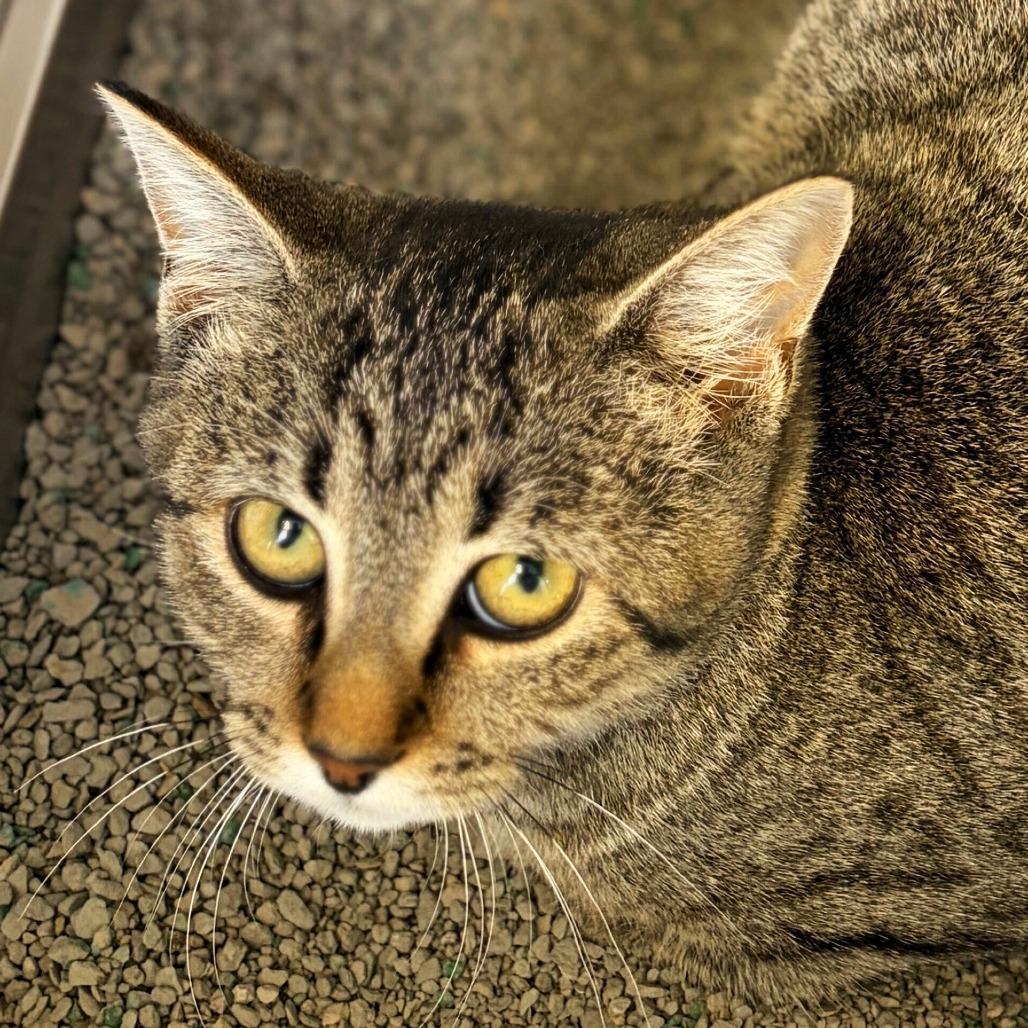 Enlarge Cocoon, a Adoptable Domestic Short Hair in Rifle, CO image 1/1