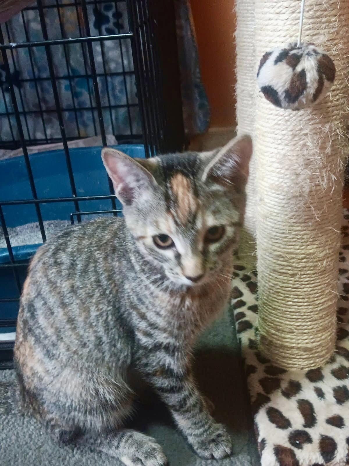 Sandylynn, Adoptable, Kitten Female Domestic Short Hair & Tabby.