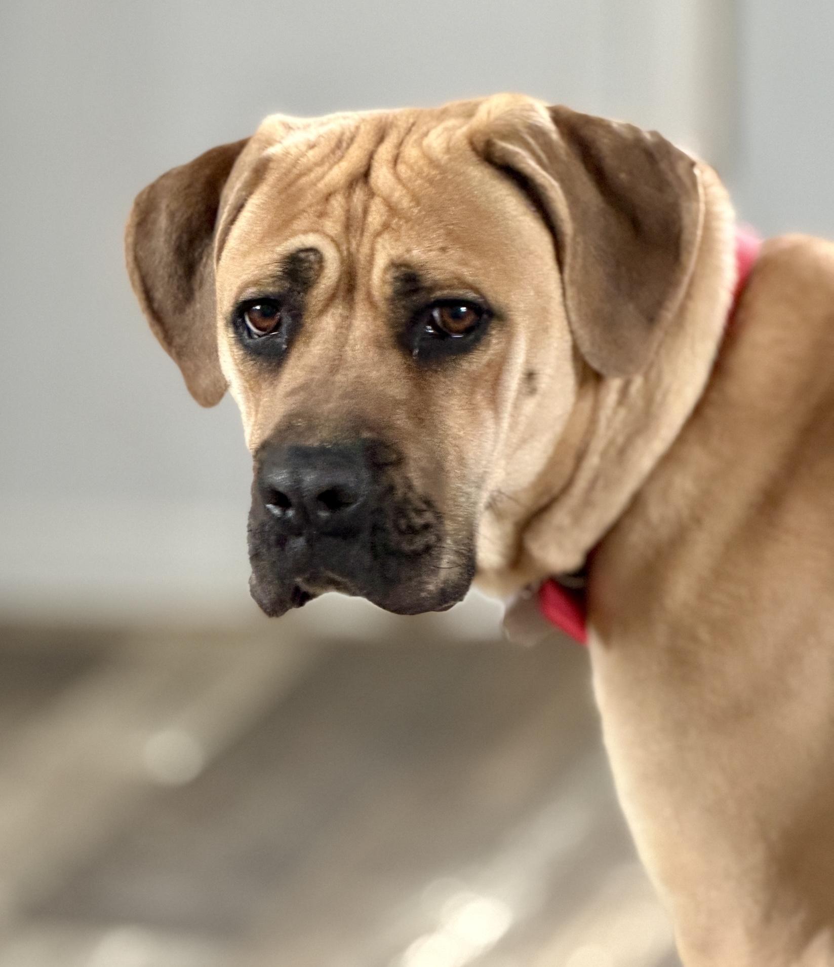 Enlarge Beauty, a Adoptable mixed breed in Oxford, MI image 1/5