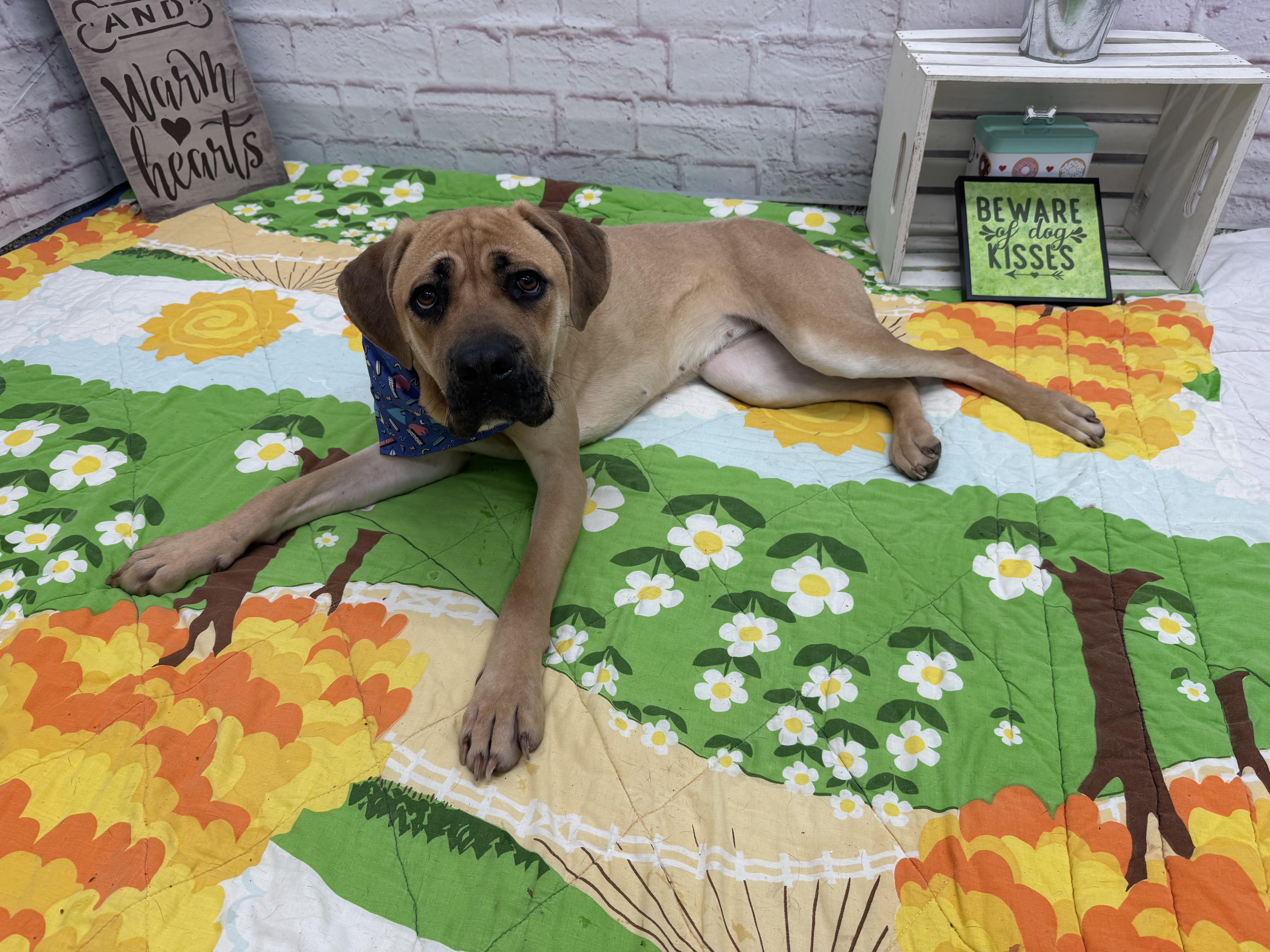 Enlarge Beauty, a Adoptable mixed breed in Oxford, MI image 3/5