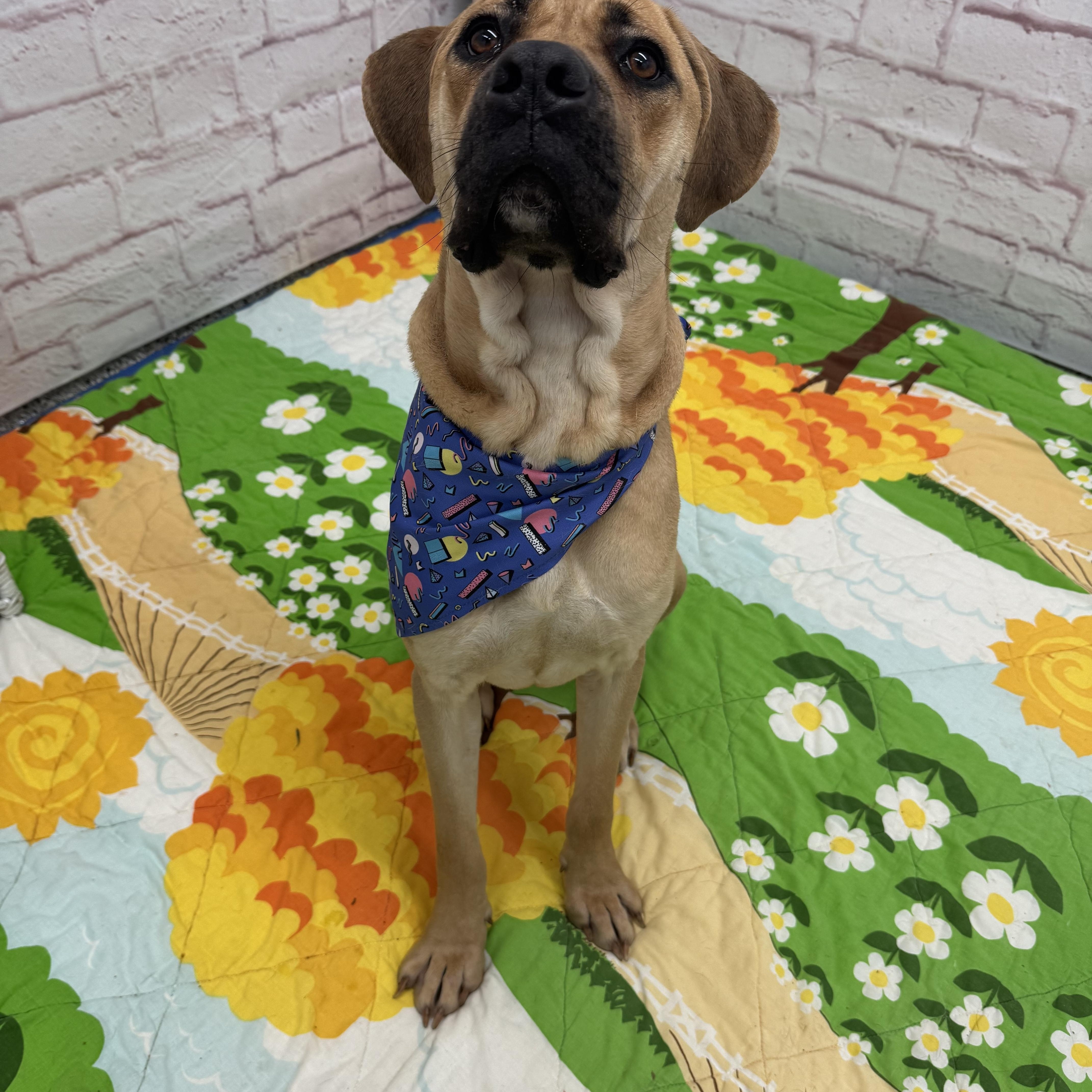 Enlarge Beauty, a Adoptable mixed breed in Oxford, MI image 5/5