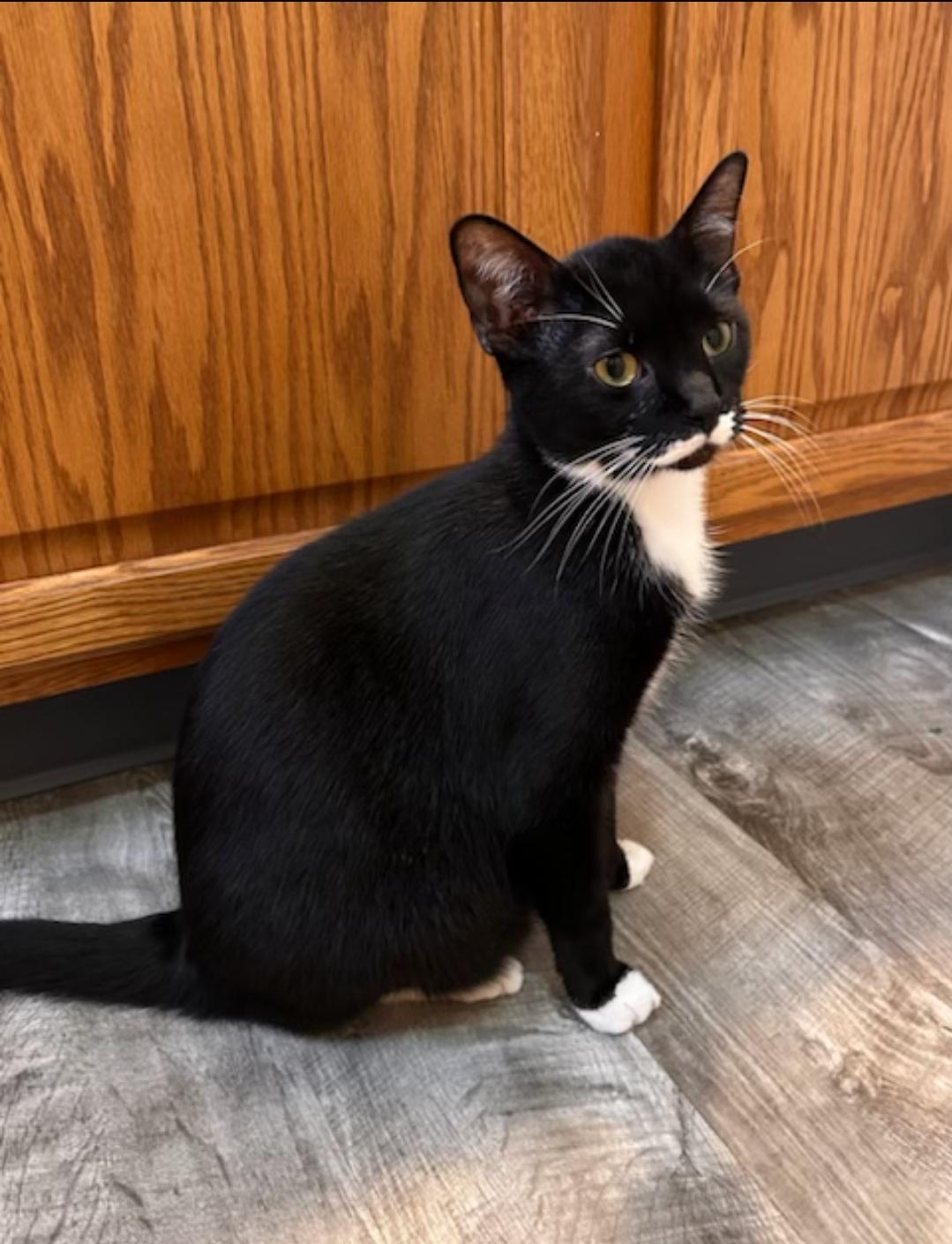 Olaf, Adoptable, Adult Male Domestic Short Hair.