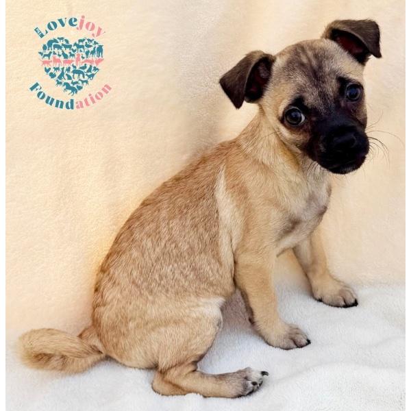 Wishbone, adopted, Puppy Female Pug.