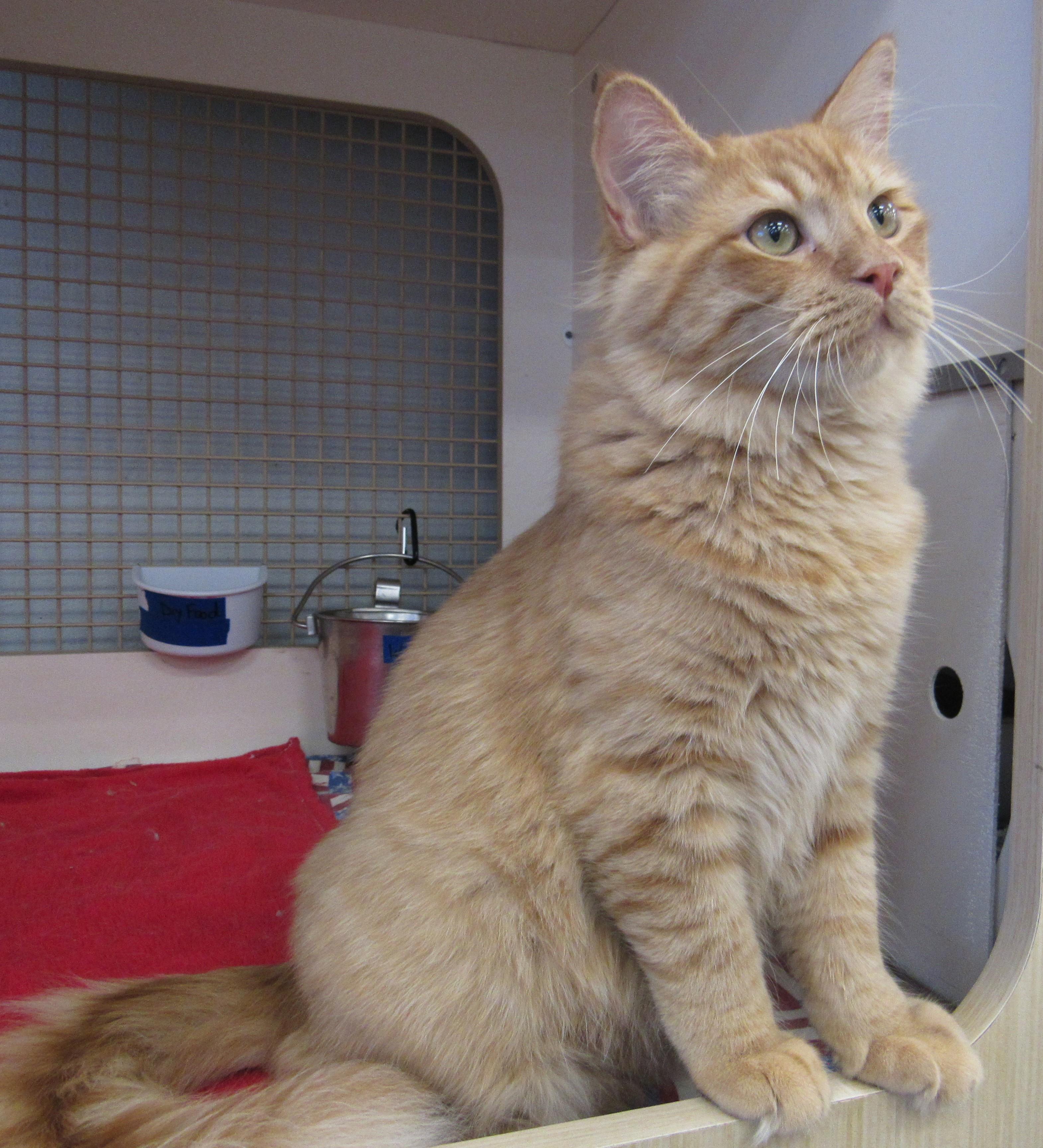 Enlarge Kopa, a Adoptable mixed breed in Conroe, TX image 1/3