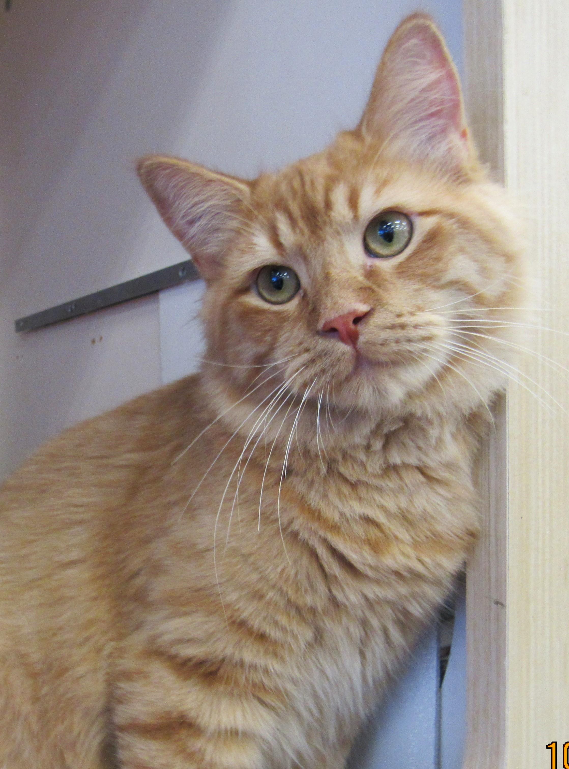 Enlarge Kopa, a Adoptable mixed breed in Conroe, TX image 3/3