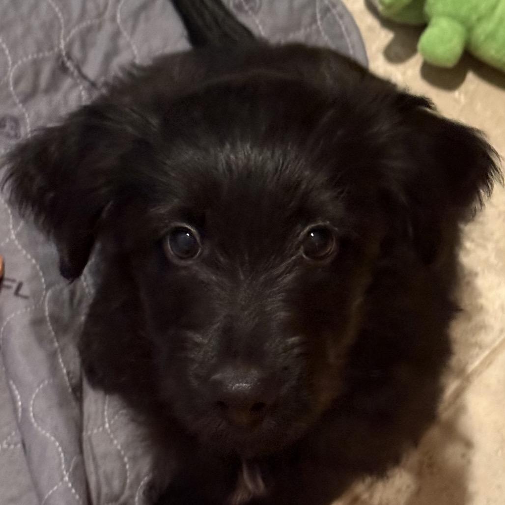 Blade, Adoptable, Puppy Male Australian Shepherd & Rat Terrier.