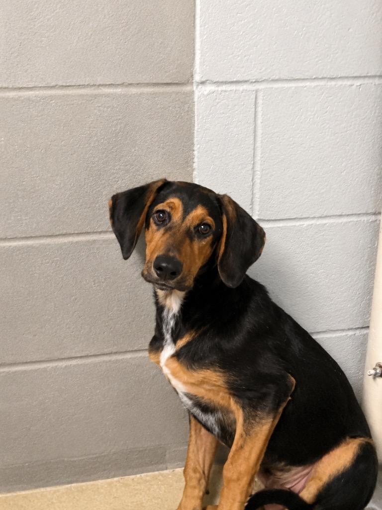 Odin, Adoptable, Puppy Male Bluetick Coonhound & German Shepherd Dog.