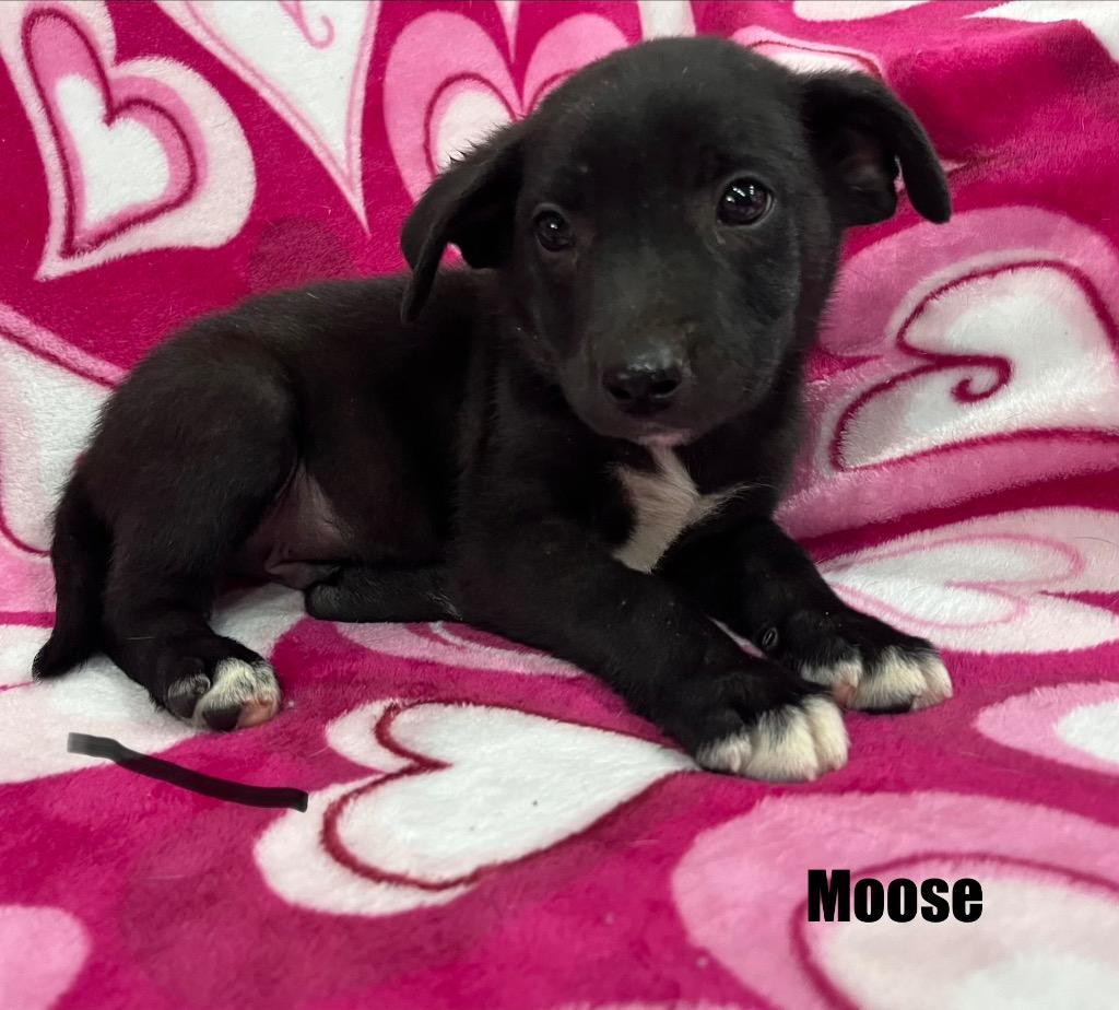 Enlarge Moose, a Adoptable mixed breed in Murray, KY image 1/1