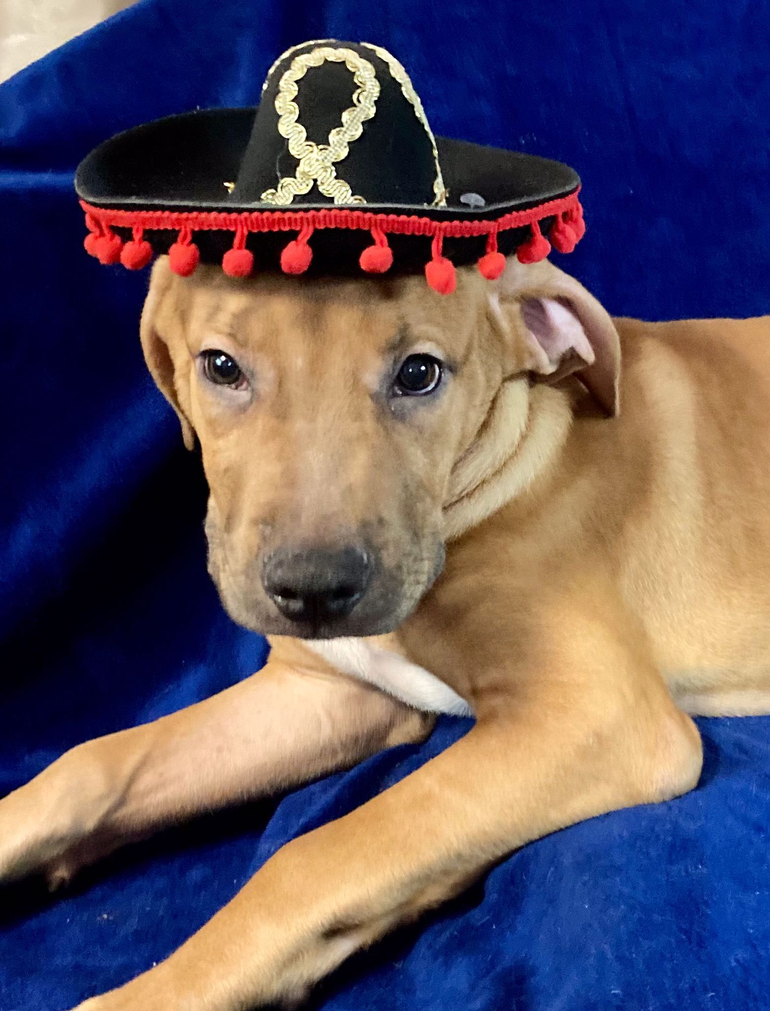 Biscuit, Adoptable, Puppy Male Chocolate Labrador Retriever & Hound.
