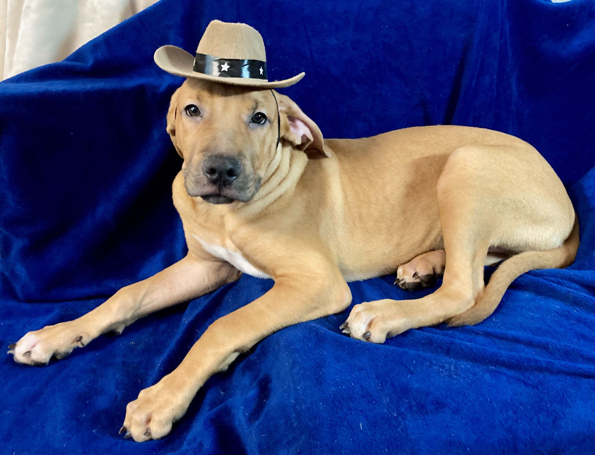 Enlarge Biscuit, a Adoptable mixed breed in Anna, TX image 2/6