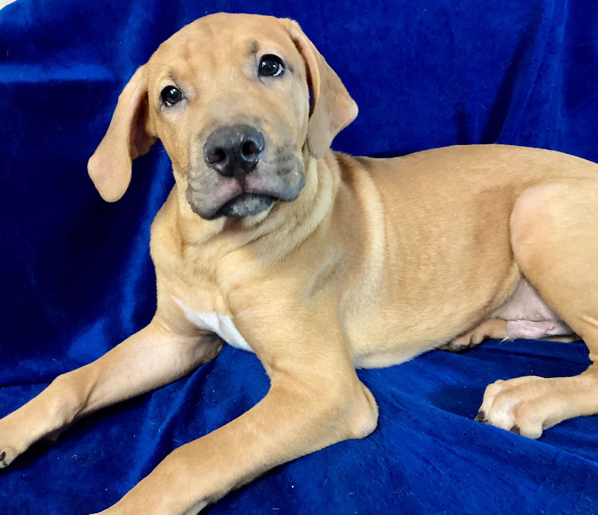 Enlarge Biscuit, a Adoptable mixed breed in Anna, TX image 3/6