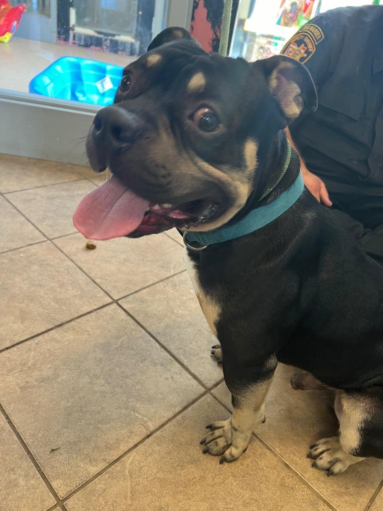 King, Adoptable, Adult Male American Bulldog.