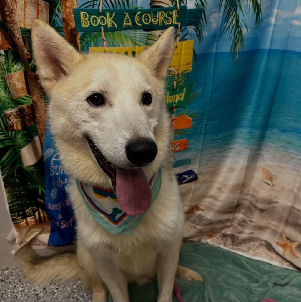 Cash, Adoptable, Adult Male Husky & Mixed Breed.