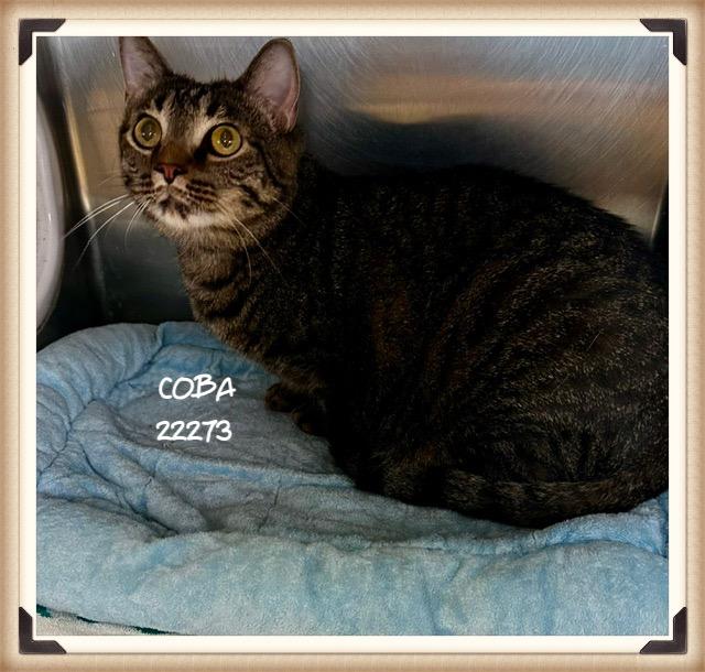 Enlarge COBA, a ADOPTABLE mixed breed in Marietta, GA image 3/5