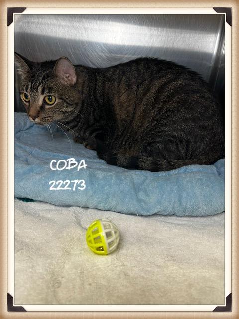 Enlarge COBA, a ADOPTABLE mixed breed in Marietta, GA image 4/5
