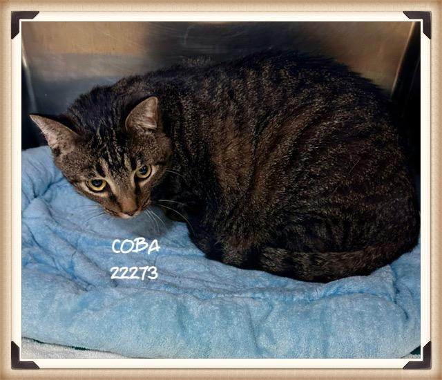 COBA, ADOPTABLE, Young Male Domestic Short Hair.