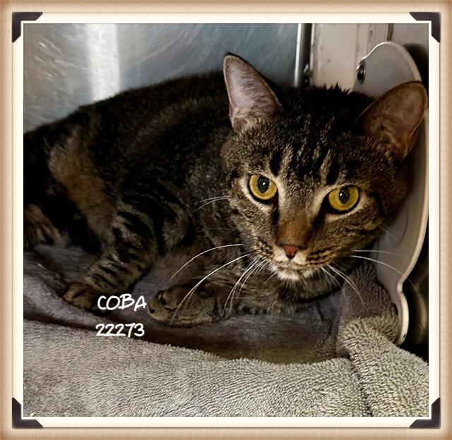 Enlarge COBA, a ADOPTABLE mixed breed in Marietta, GA image 2/5