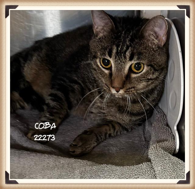 Enlarge COBA, a ADOPTABLE mixed breed in Marietta, GA image 5/5
