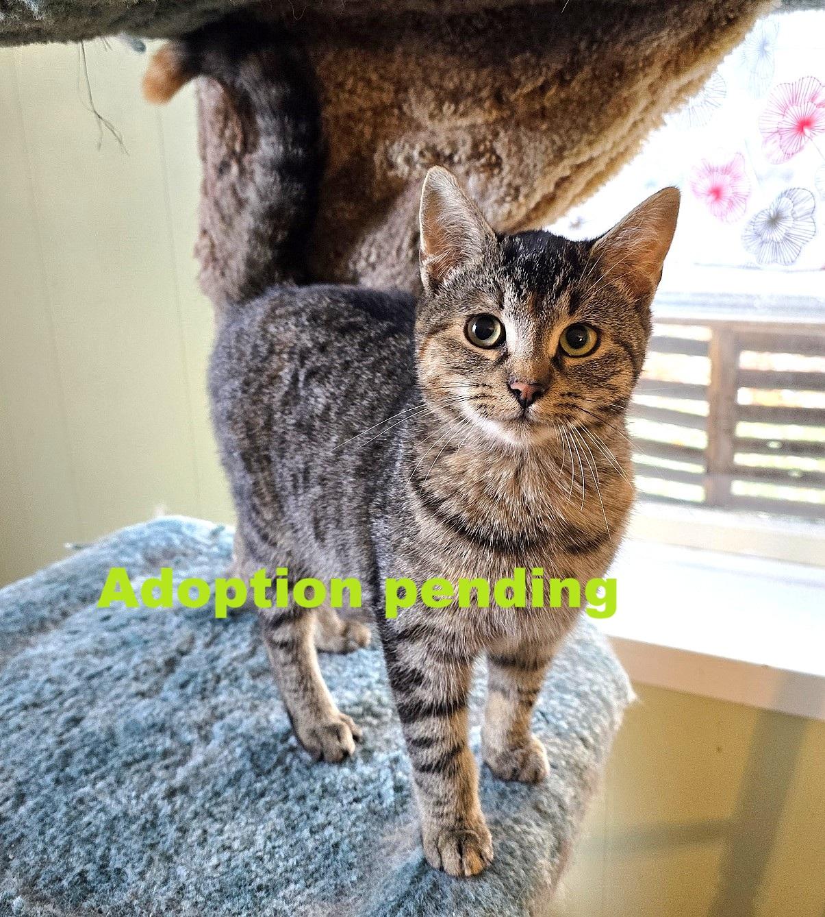 Enlarge Macy, an adopted Domestic Short Hair in Guelph, ON image 1/3